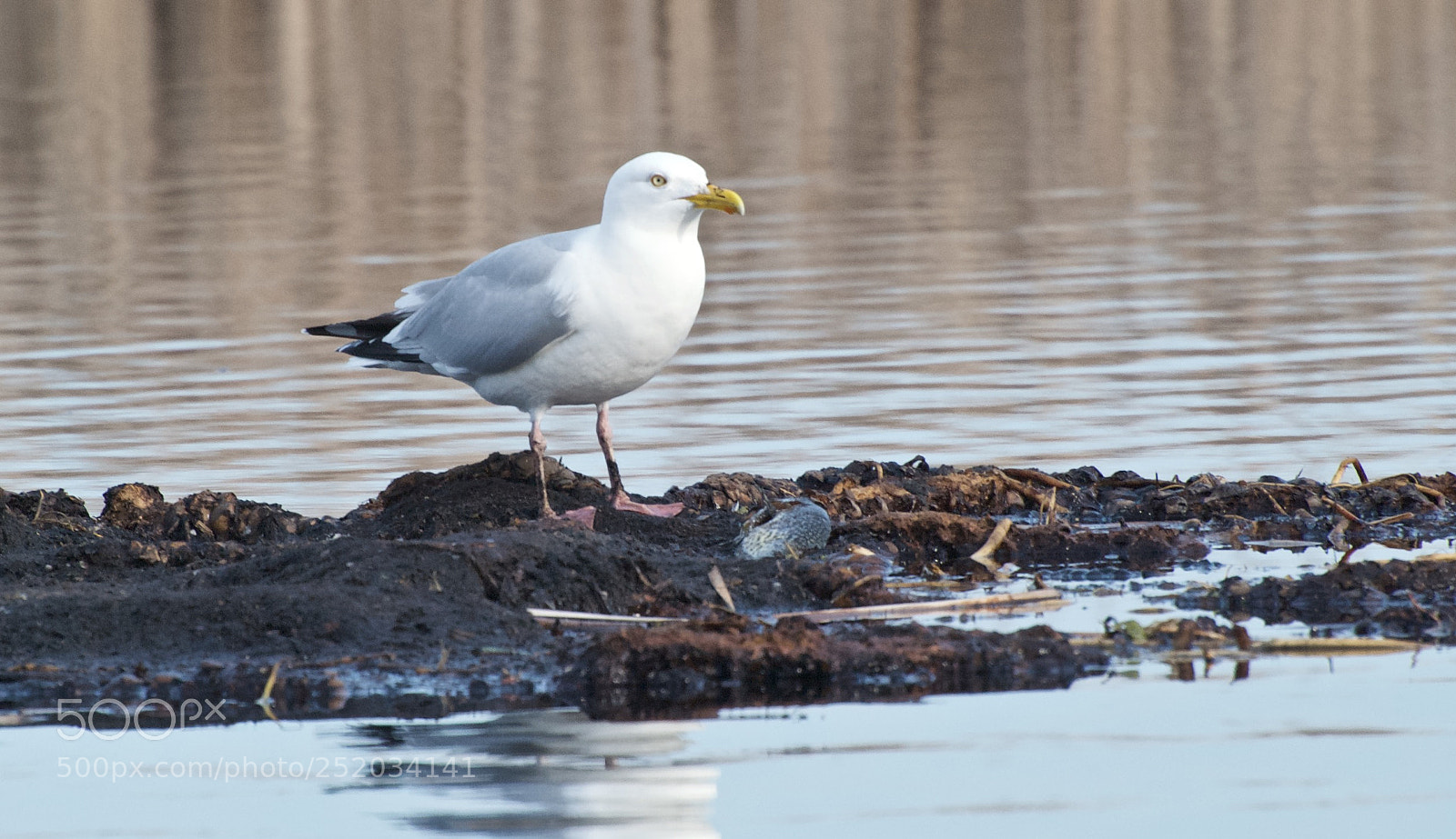 Nikon D80 sample photo. Herring gull photography