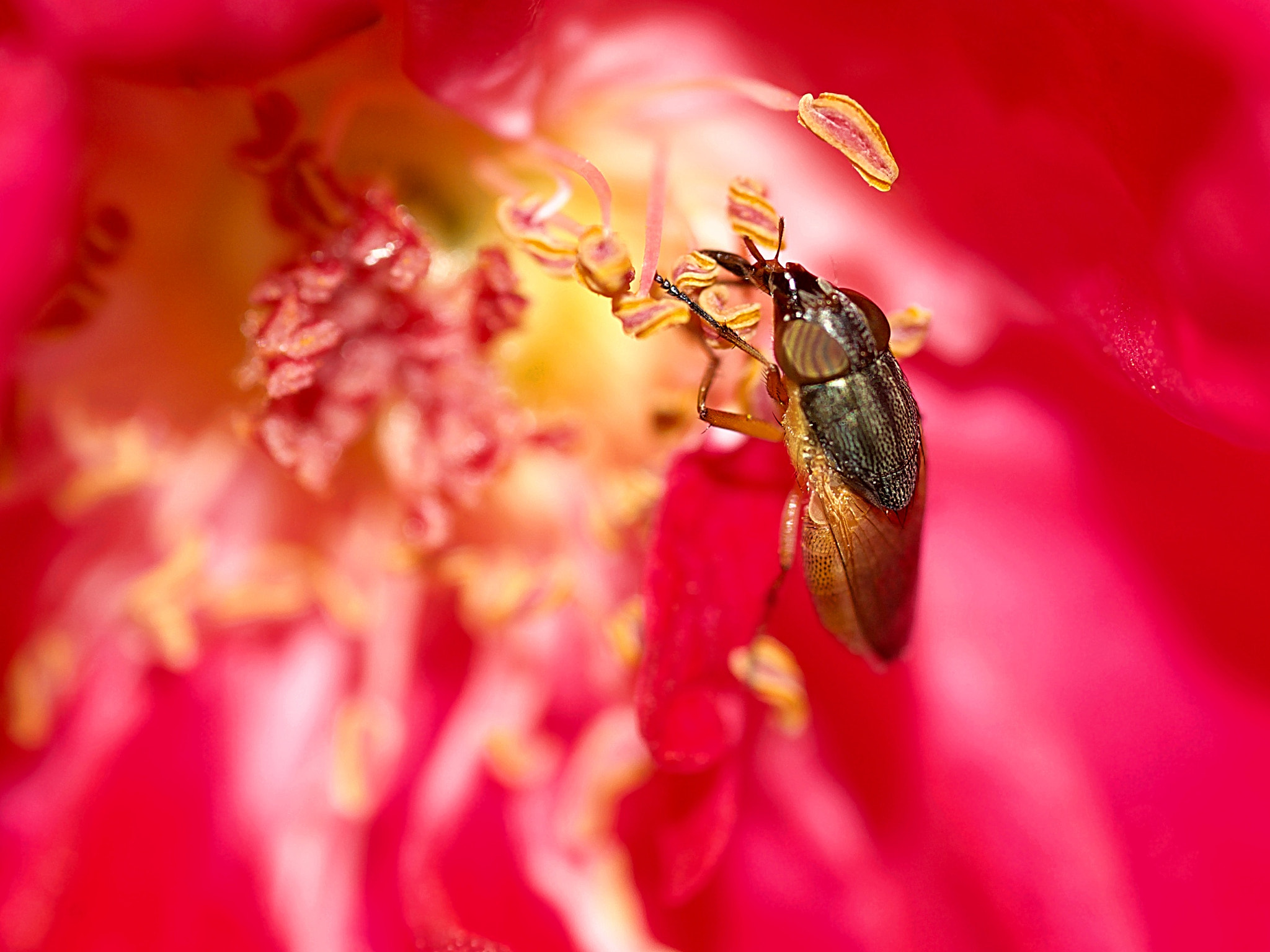 Tamron SP AF 90mm F2.8 Di Macro sample photo. Life in a rose photography