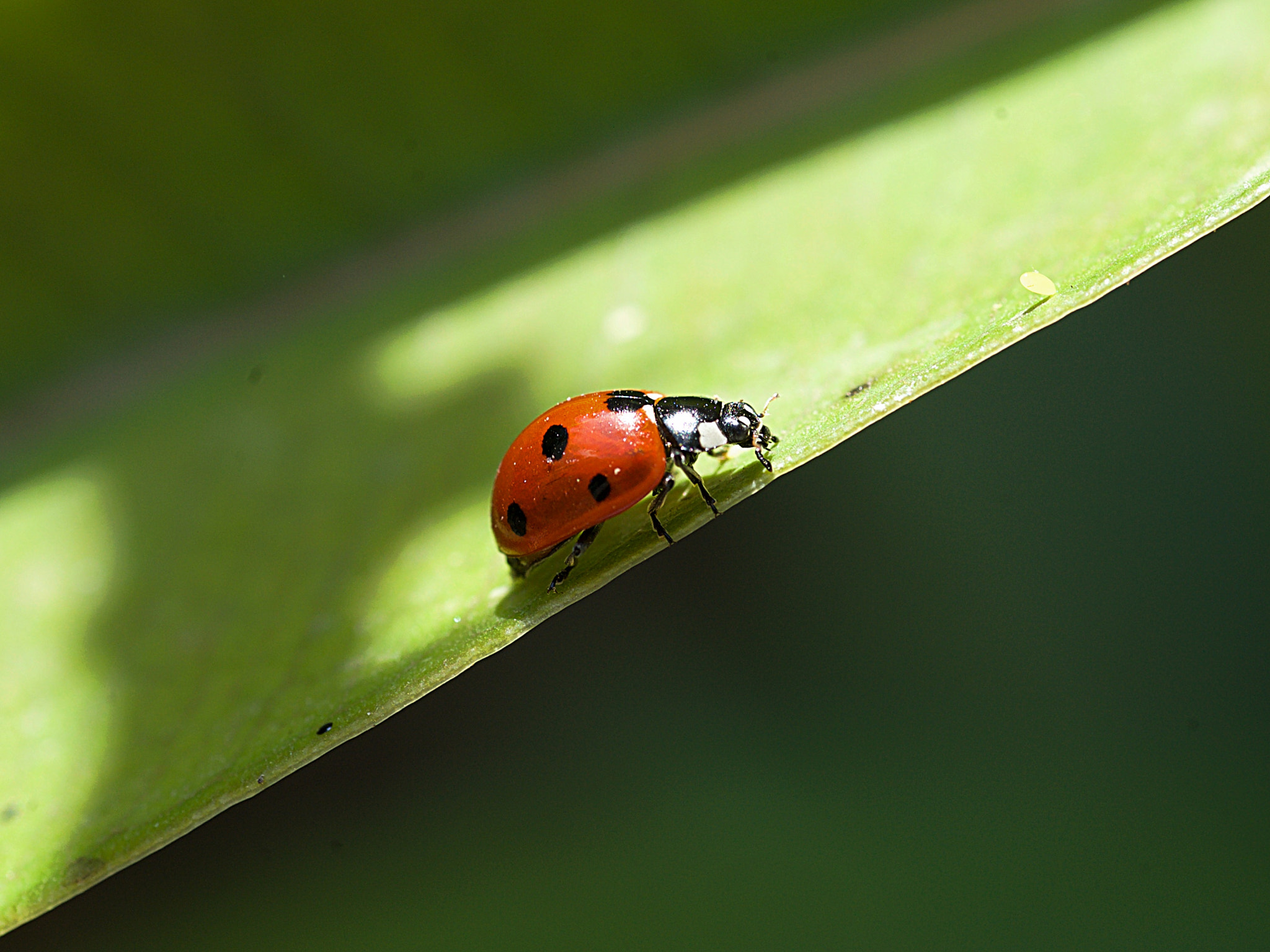 Tamron SP AF 90mm F2.8 Di Macro sample photo. Little ladybug photography