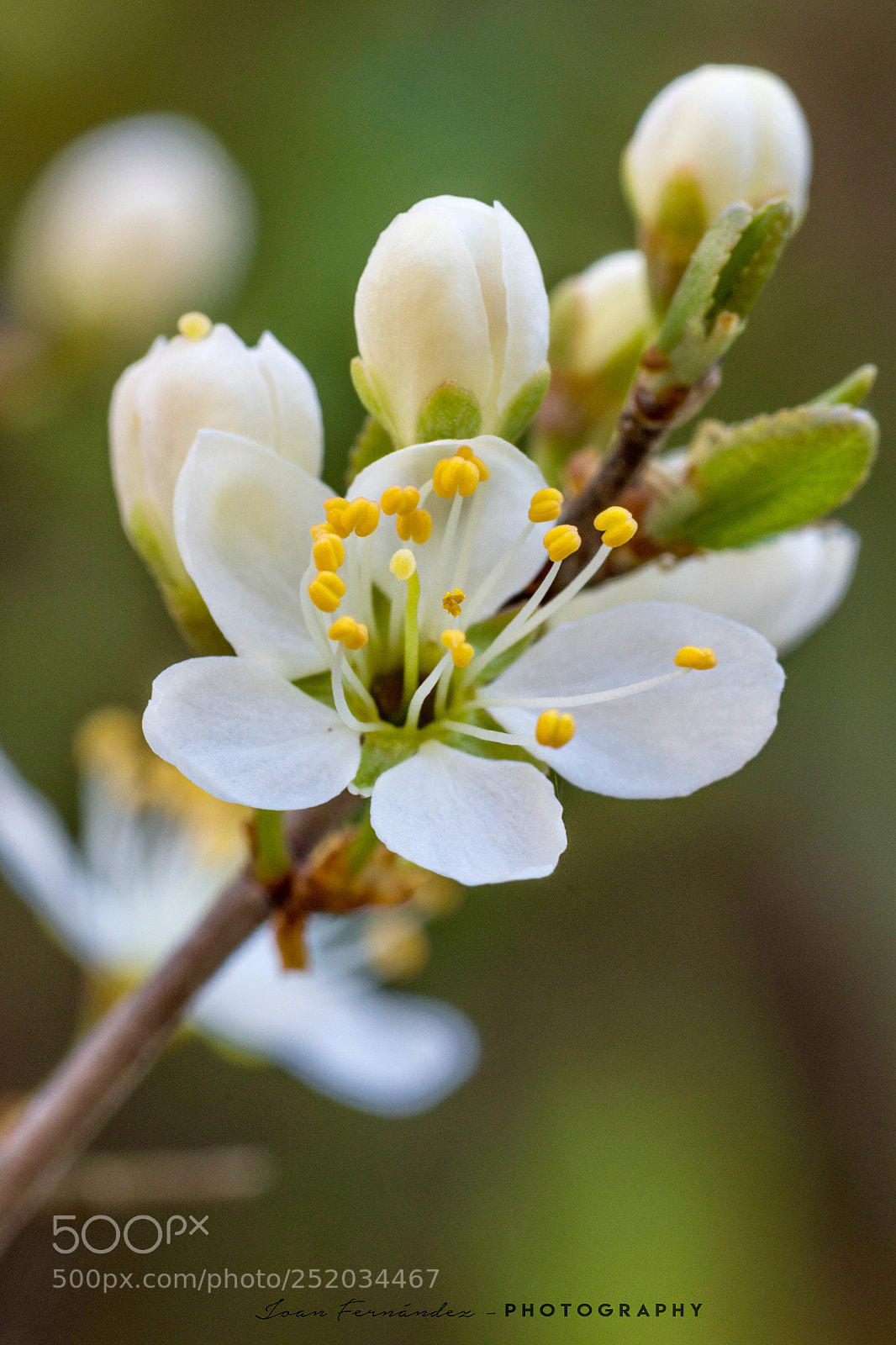 Nikon D7200 sample photo. Spring flower photography