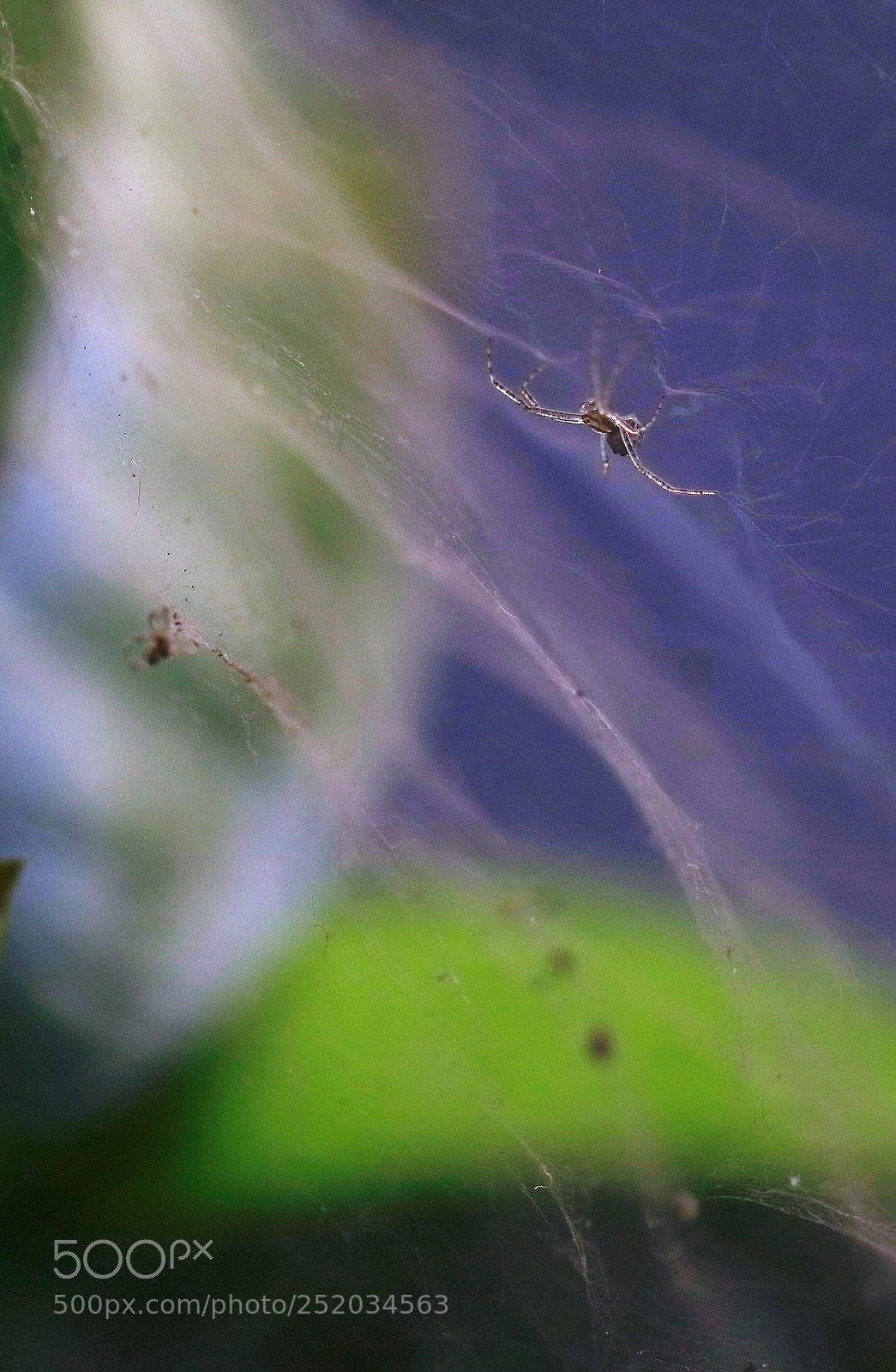 Canon EOS 80D sample photo. Spider web  photography