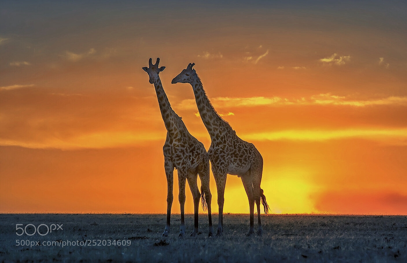 Canon EOS 5DS R sample photo. Giraffe in the dusk photography