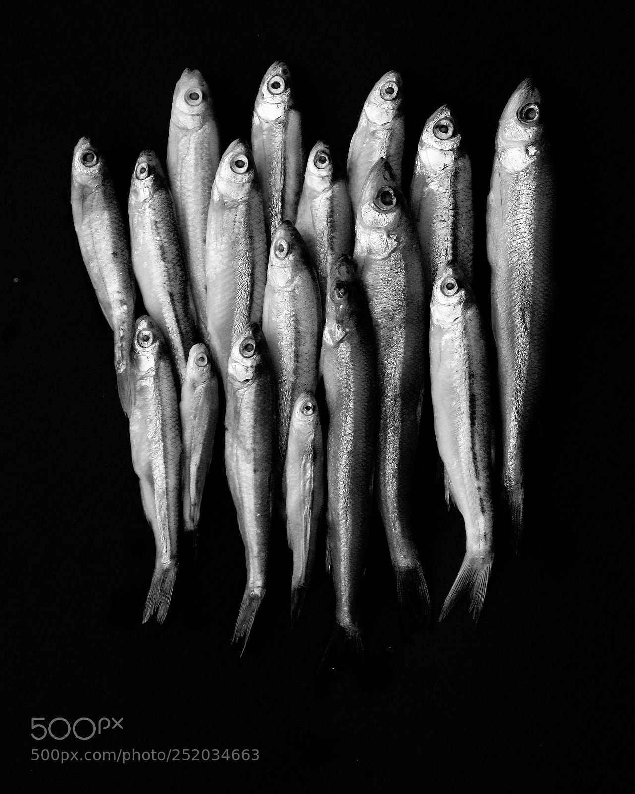 Canon PowerShot G10 sample photo. Fish photography