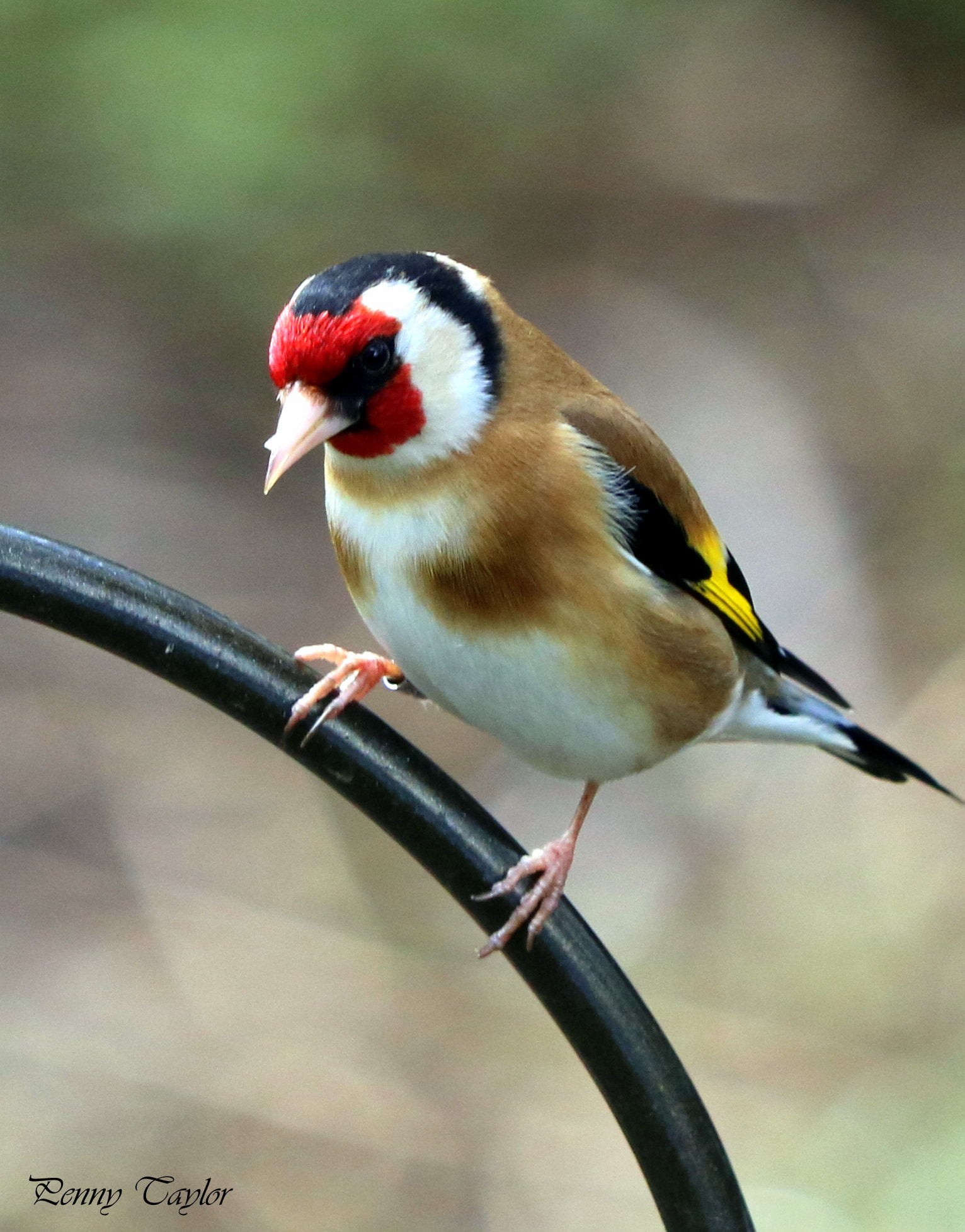 Canon EF 70-300 F4-5.6 IS II USM sample photo. Goldfinch photography