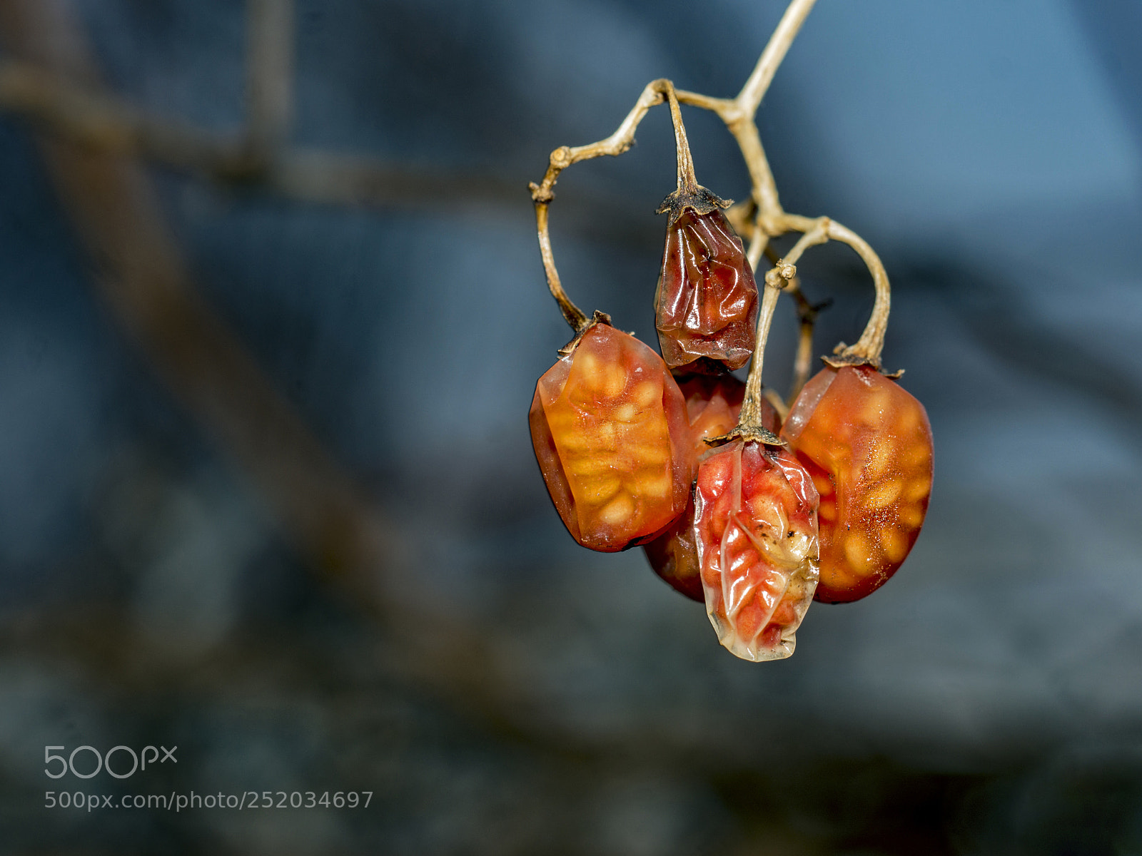 Sony SLT-A65 (SLT-A65V) sample photo. Wintered fruit of solanum photography
