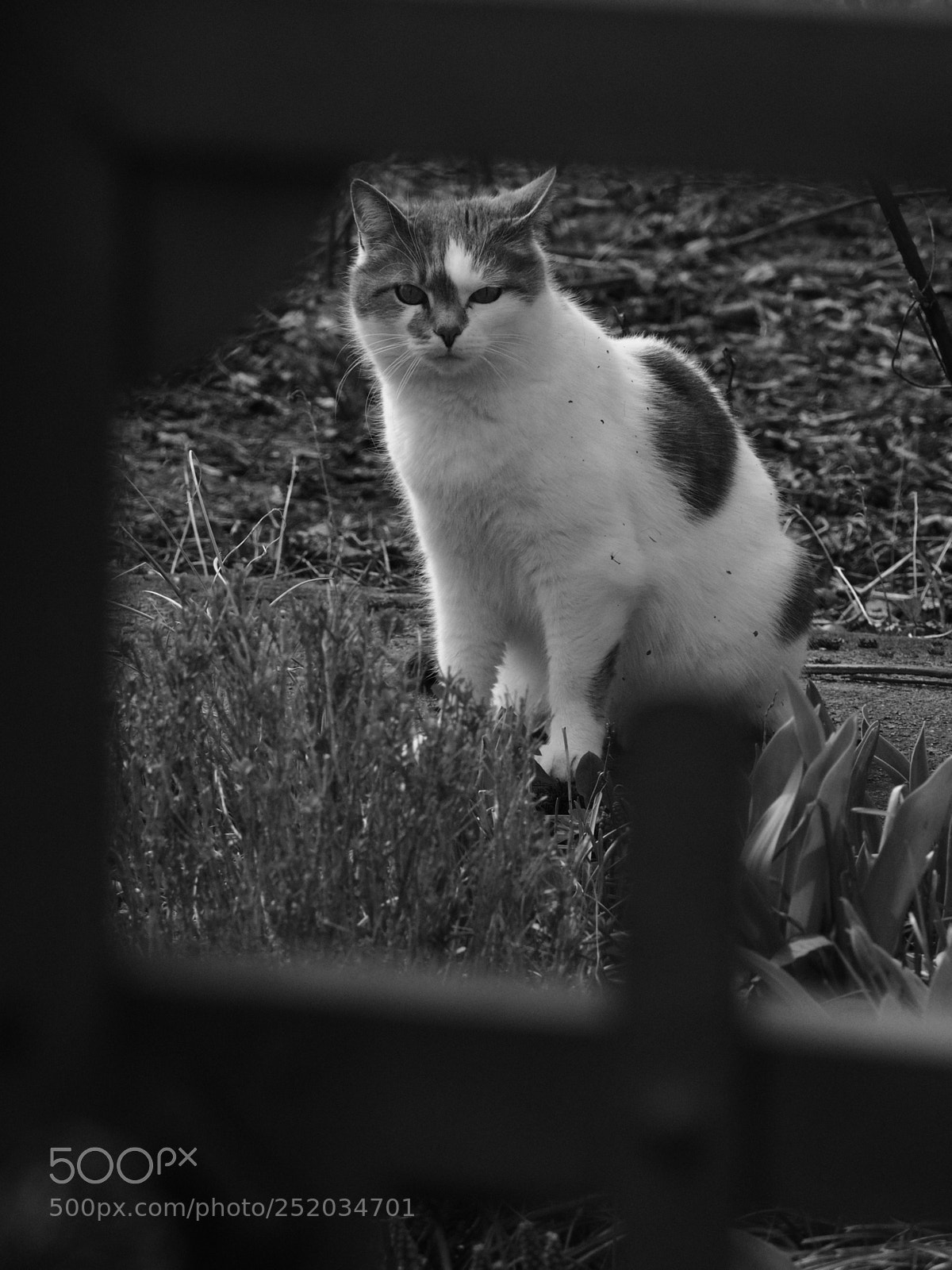 Olympus OM-D E-M10 II sample photo. Through the gate photography