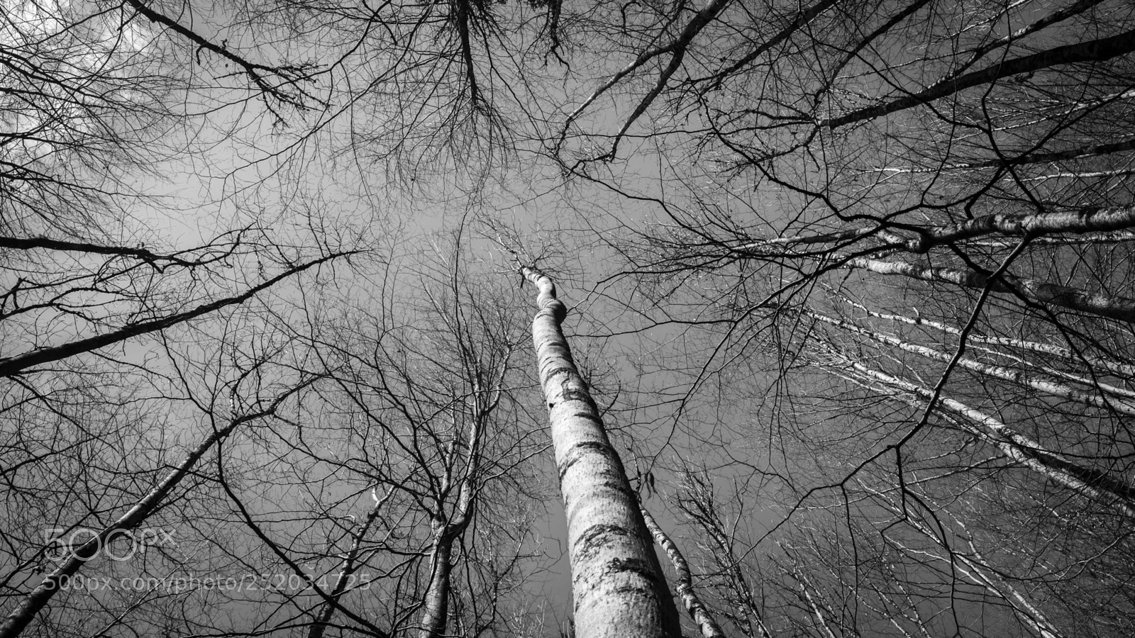 Fujifilm X-T1 sample photo. Cinematic woodland photography