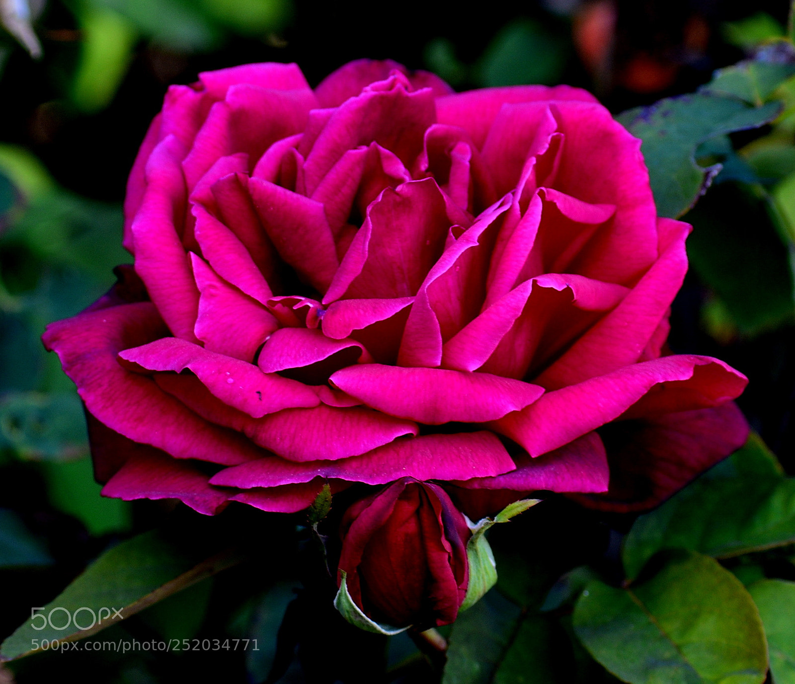 Nikon D7200 sample photo. A red rose in photography