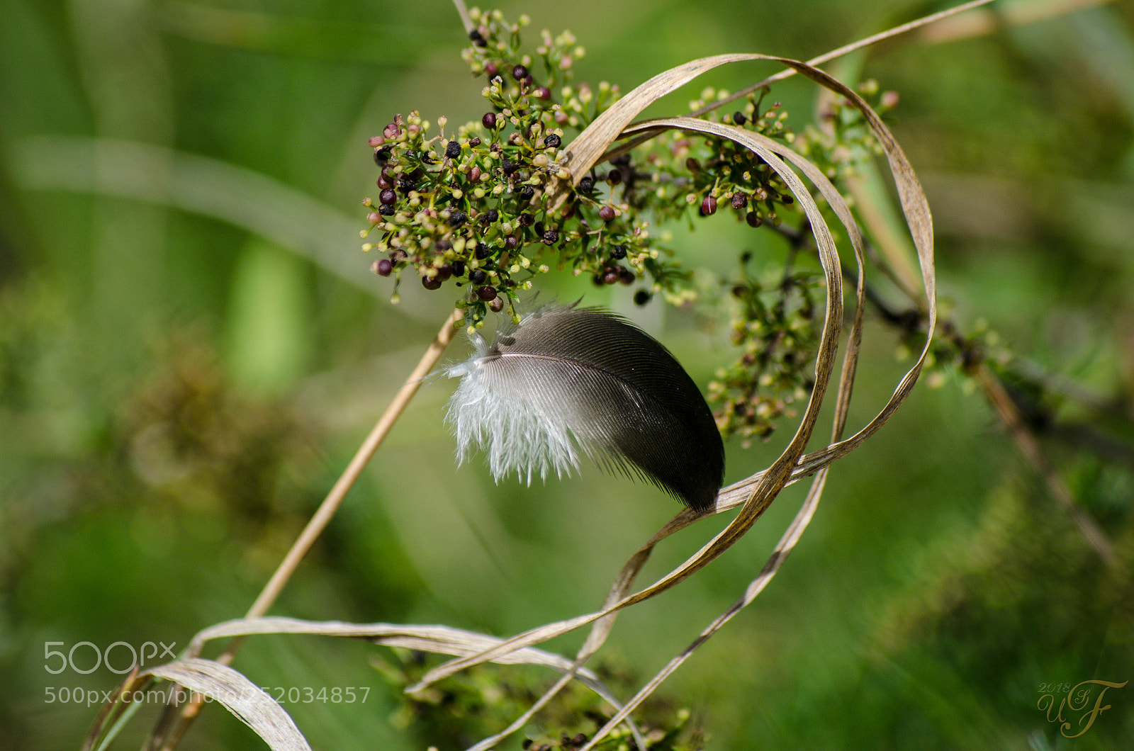 Nikon D5100 sample photo. Verlorene feder ! photography