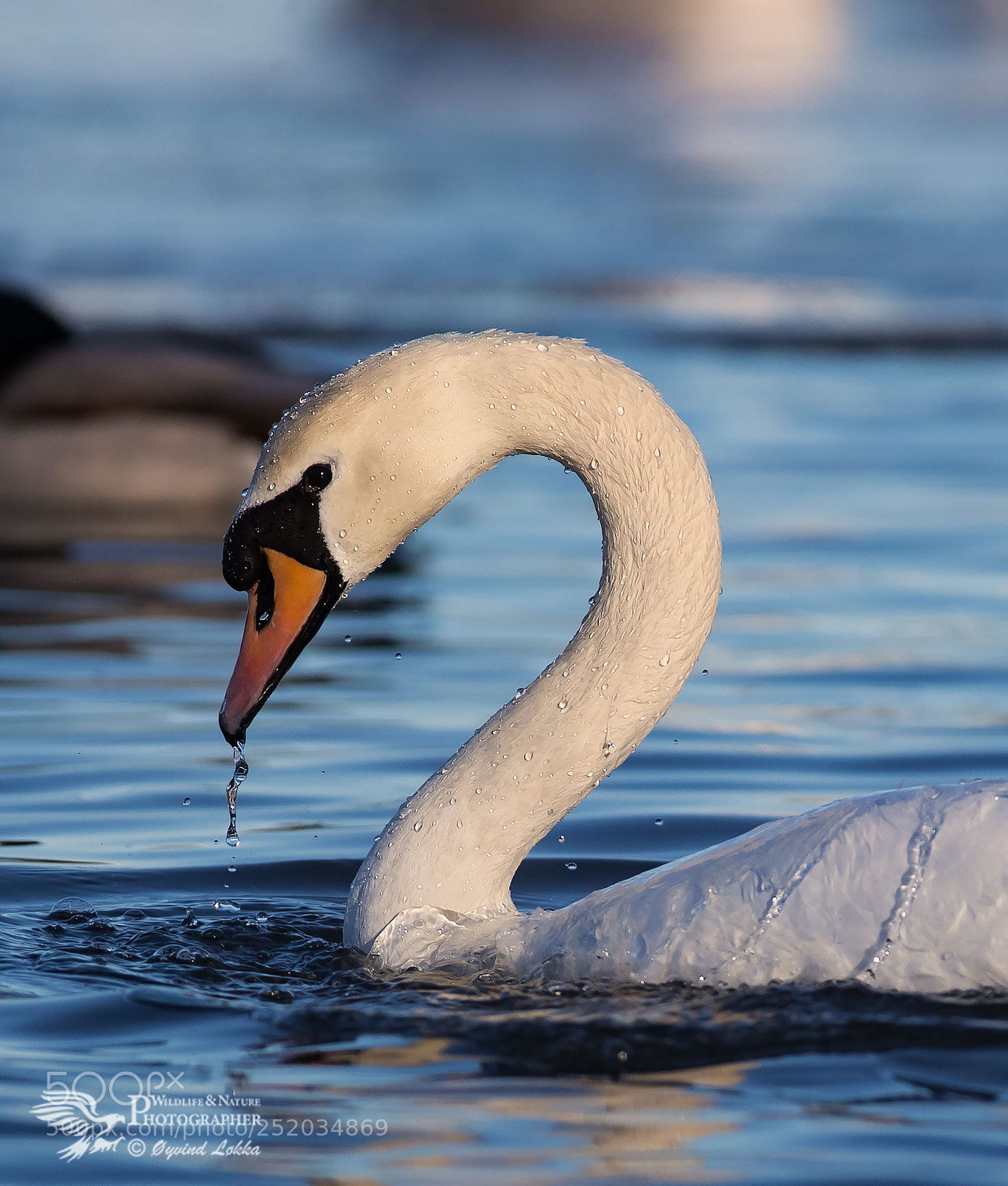Canon EOS-1D X Mark II sample photo. Swan photography