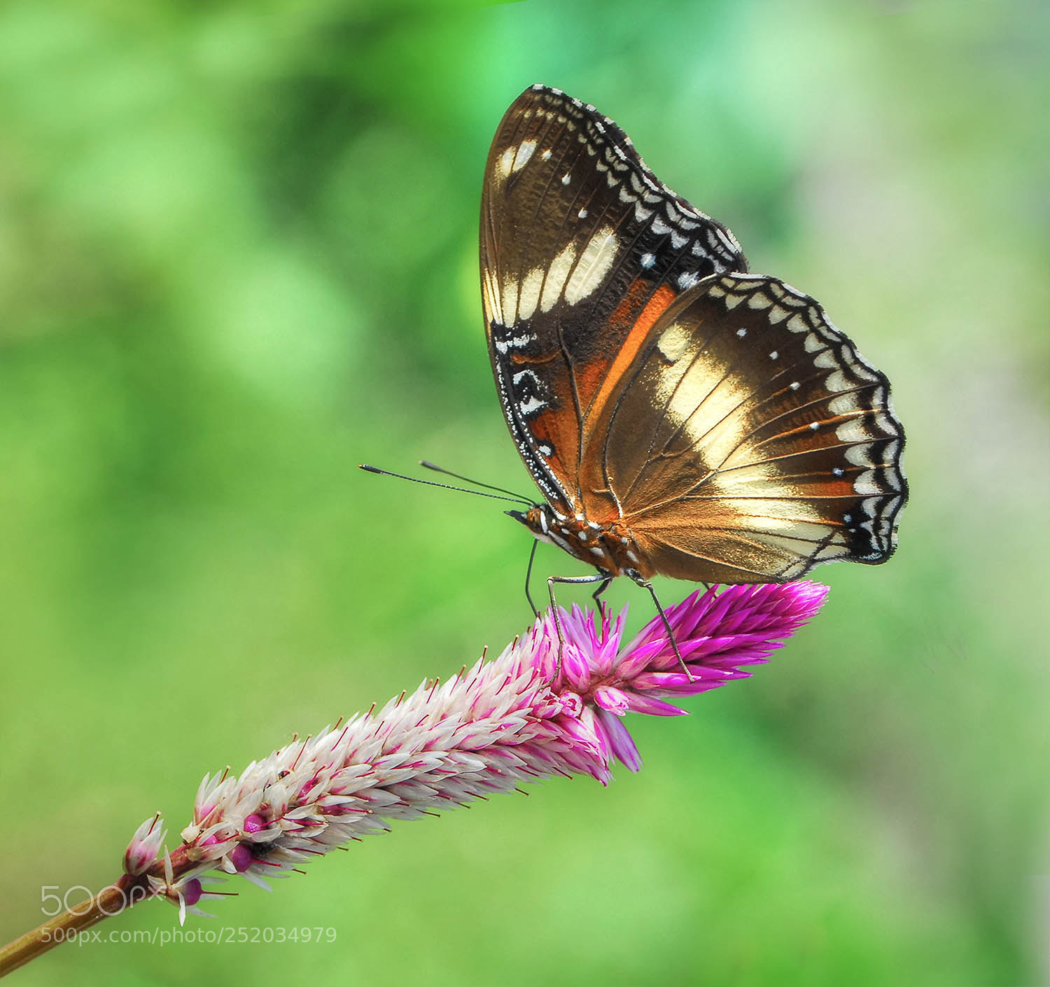 Nikon D200 sample photo. Side pose photography