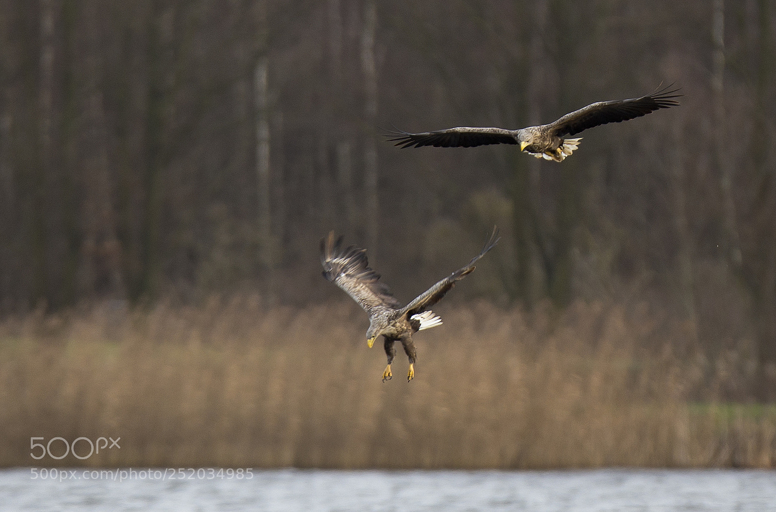 Canon EOS-1D X sample photo. Sea eagles that hunt photography