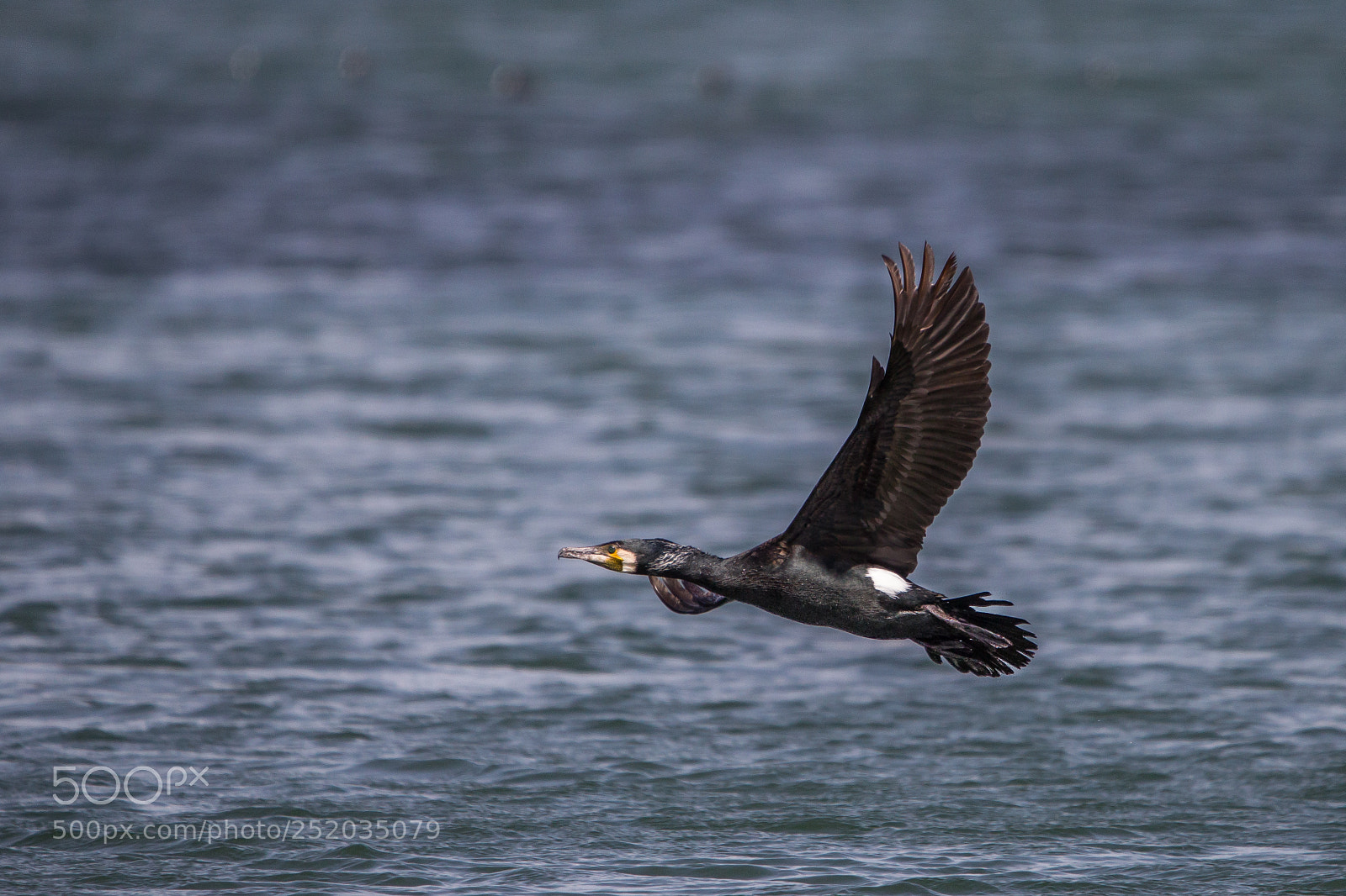 Canon EOS-1D Mark IV sample photo. Perfect black flight photography