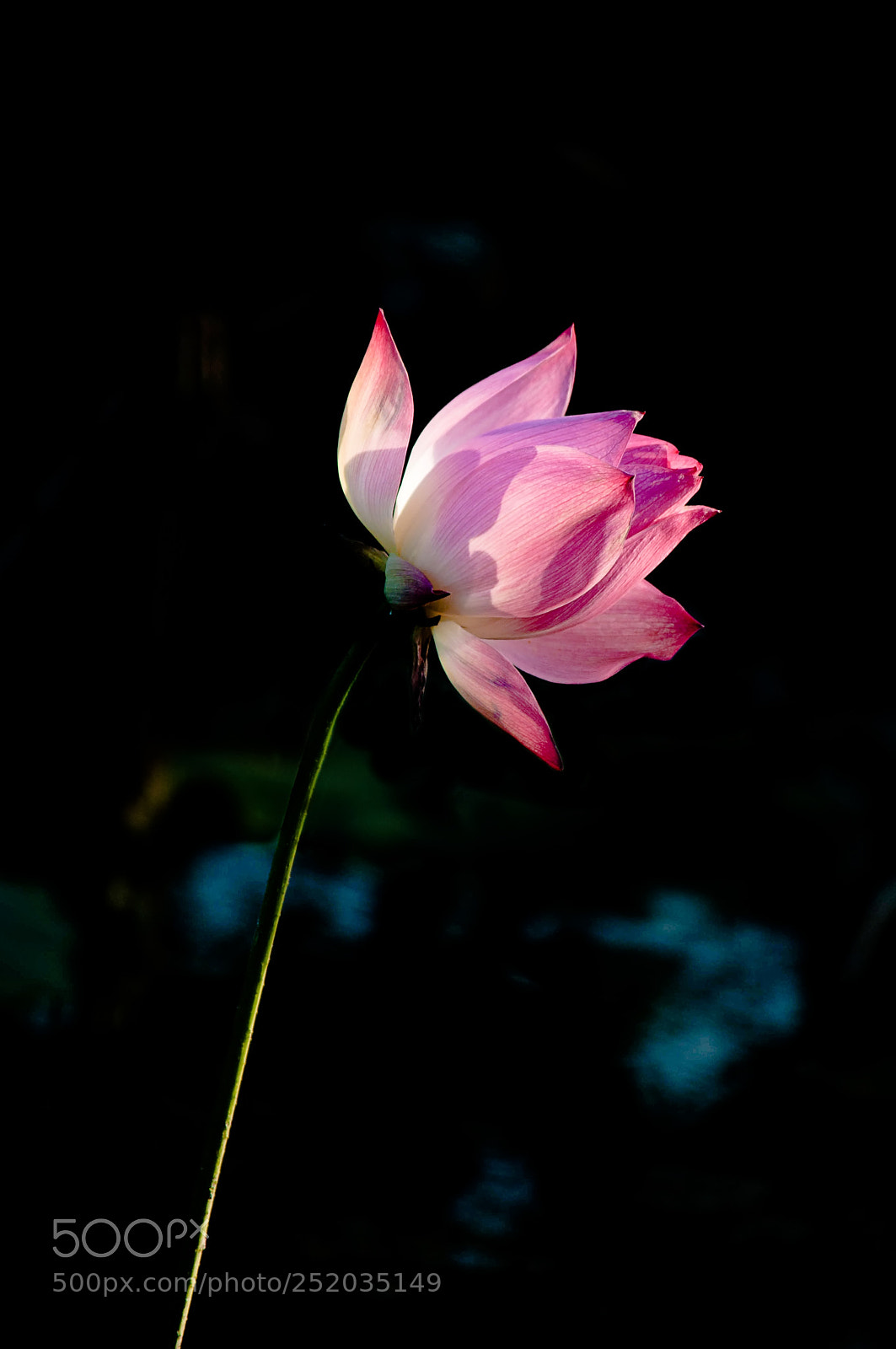 Nikon D90 sample photo. Lotus light photography