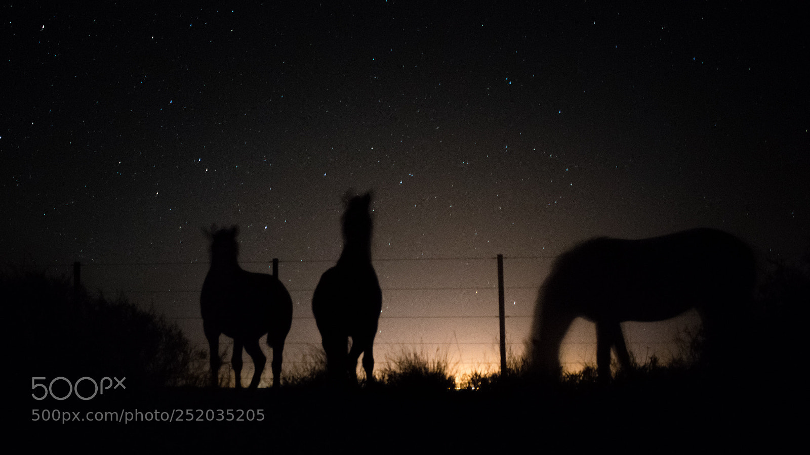 Nikon D5300 sample photo. Horses at night photography
