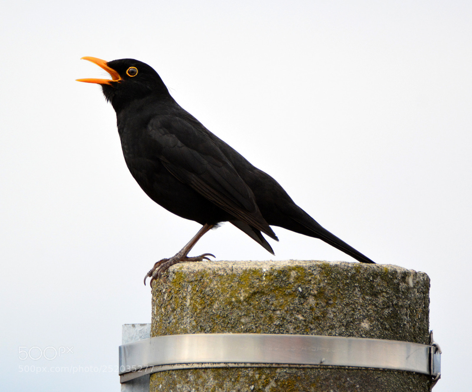 Nikon D7100 sample photo. Blackbird singing photography