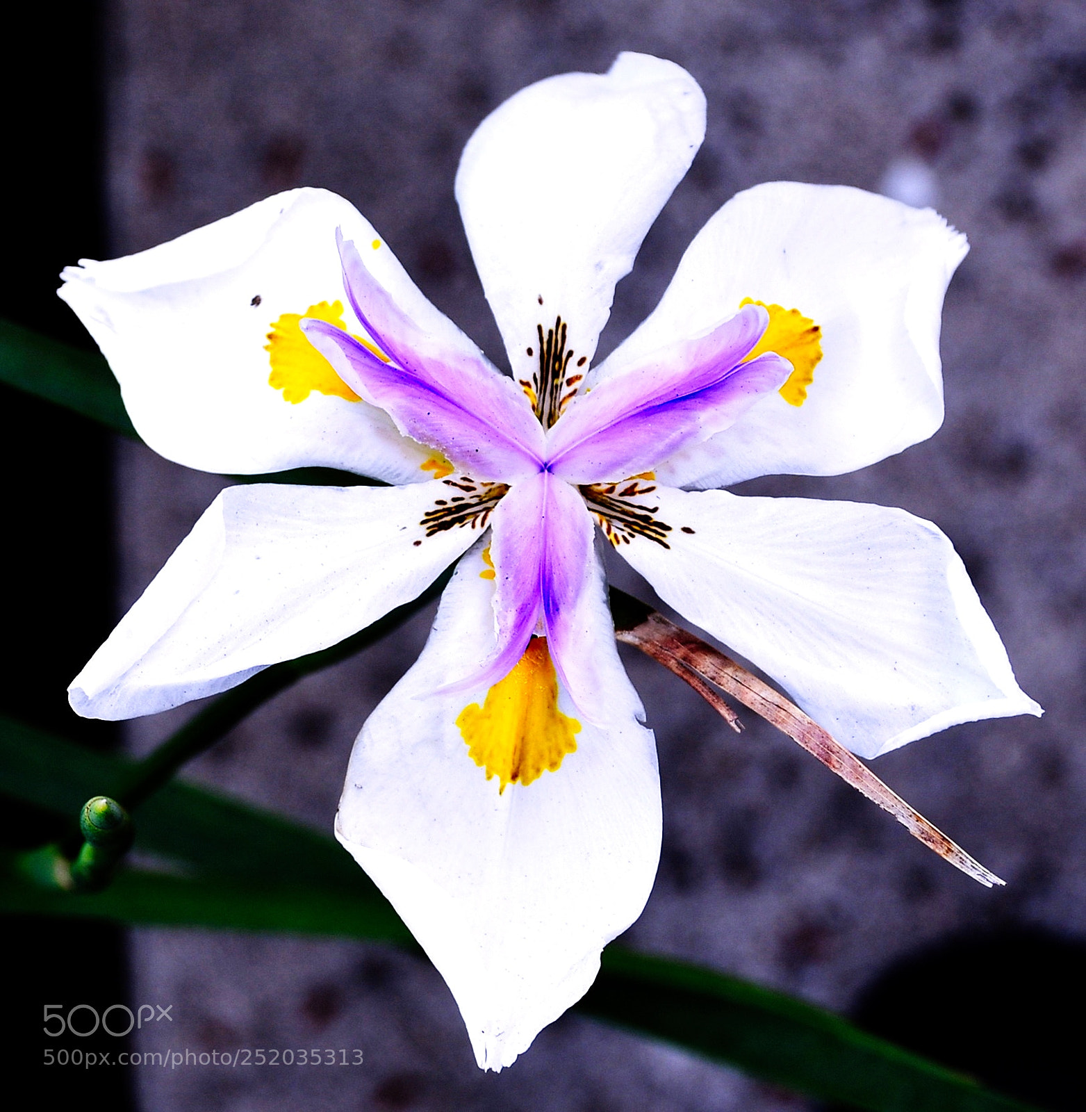 Nikon D7200 sample photo. White iris flower photography
