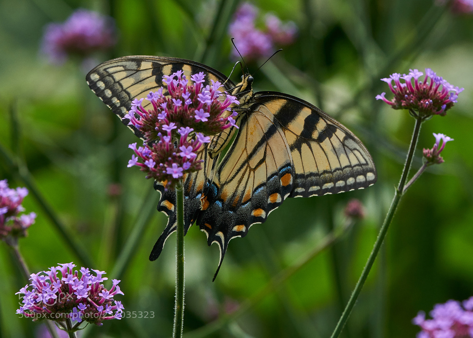 Sony a6000 sample photo. Eastern tiger swallowtail photography