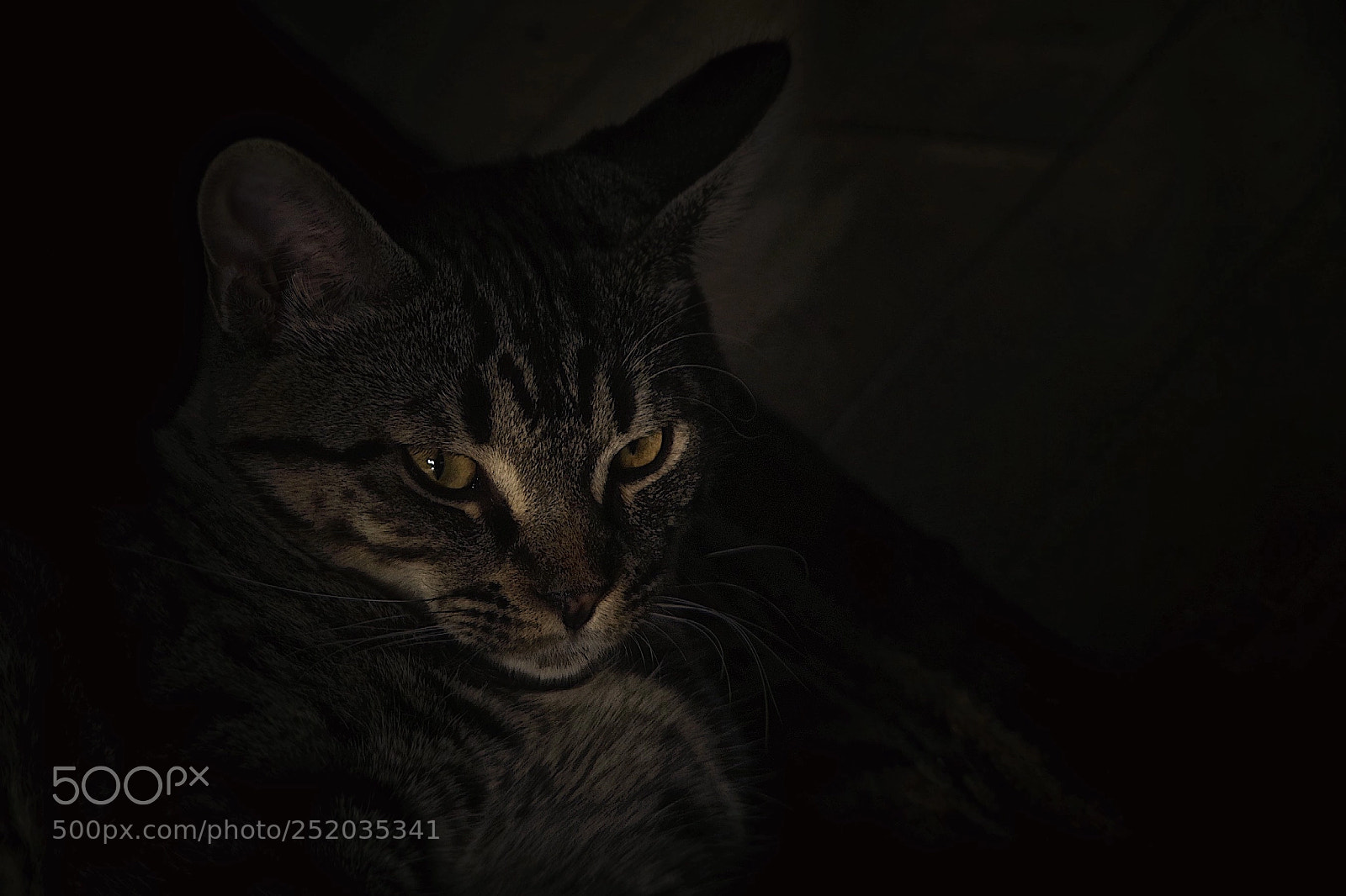 Pentax K-1 sample photo. Subtleties of light photography