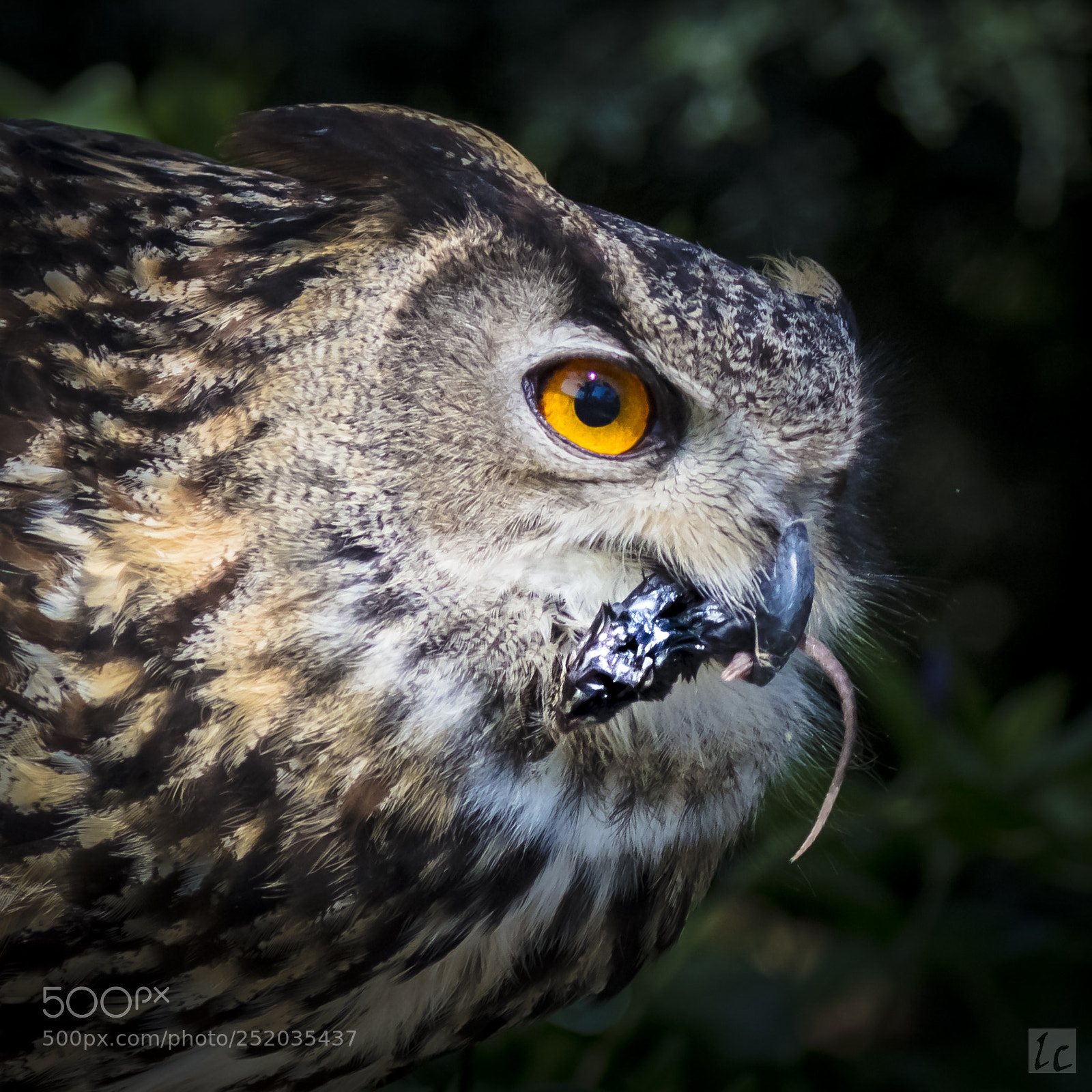 Canon EOS 5DS R sample photo. Cailleach - eurasian eagle photography