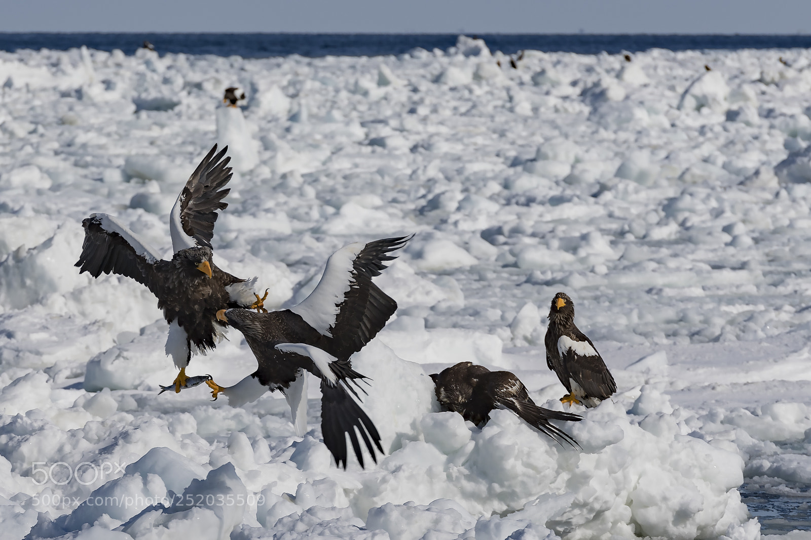 Nikon D5 sample photo. Battle on drift ice photography
