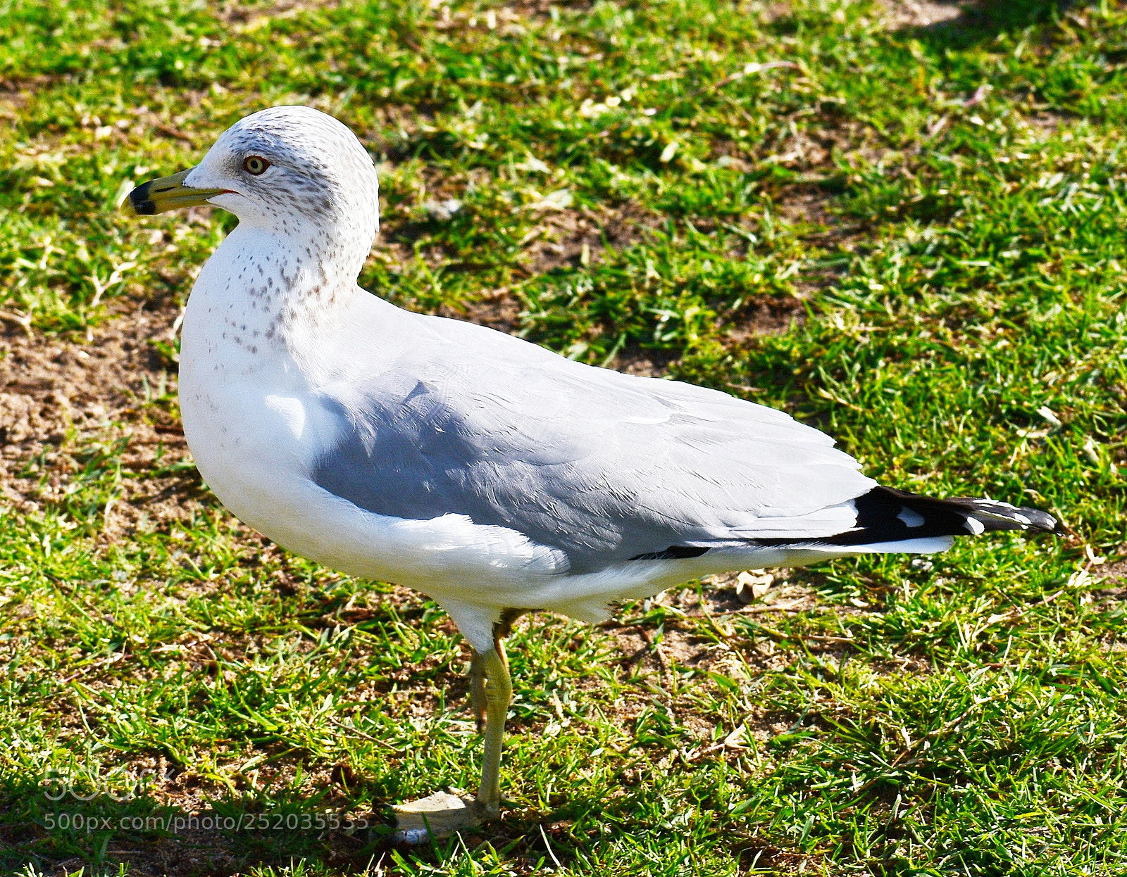 Nikon D7200 sample photo. Baby seagull walking in photography
