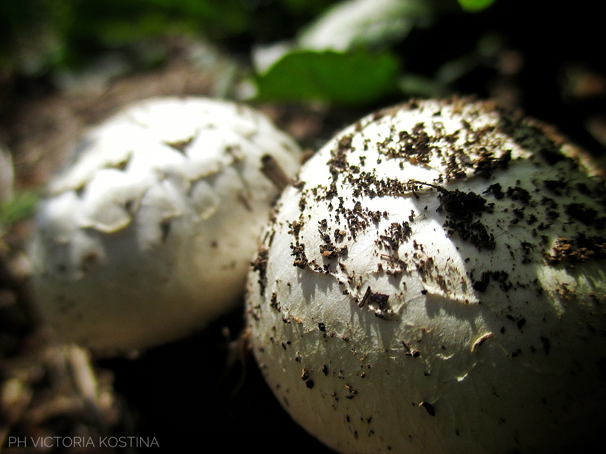 Canon PowerShot ELPH 135 (IXUS 145 / IXY 120) sample photo. ☆summer☆ photography