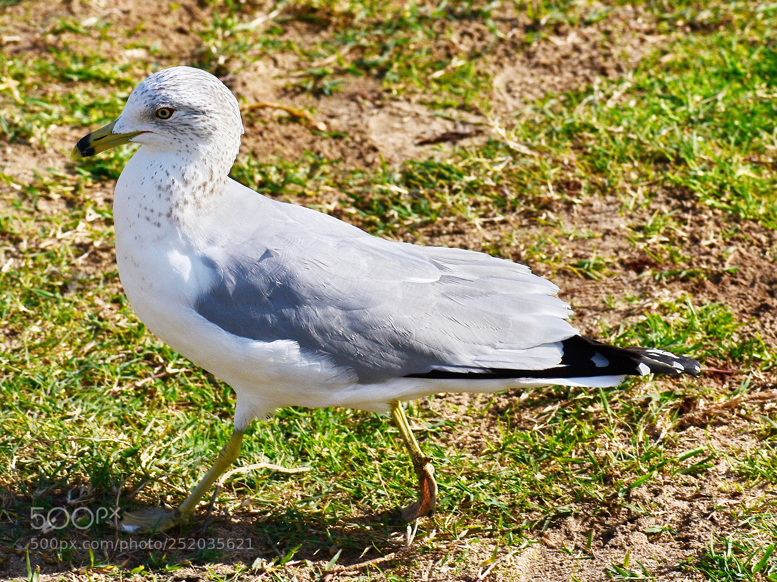 Nikon D7200 sample photo. Baby seagull walking in photography