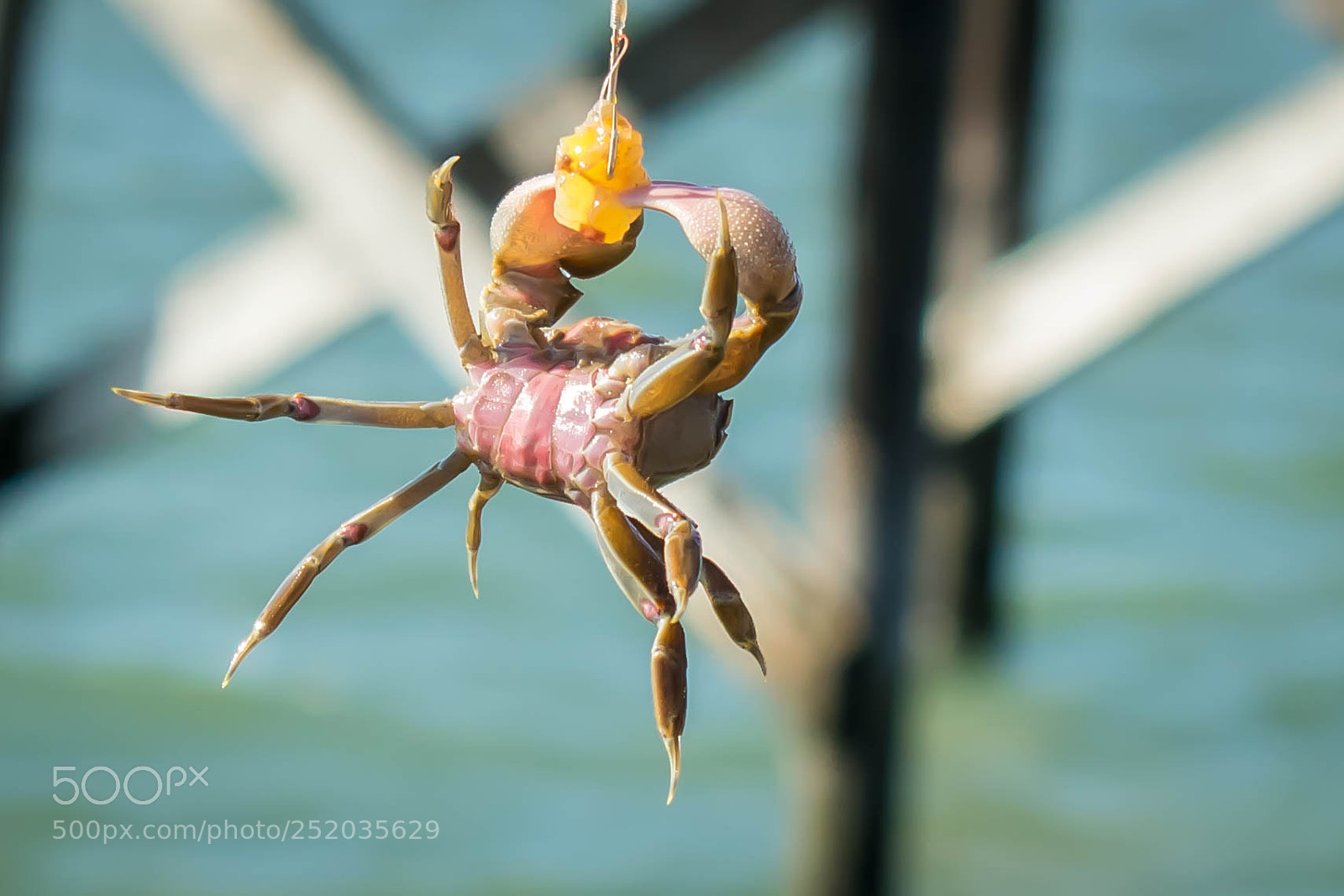 Nikon D5300 sample photo. A crab photography