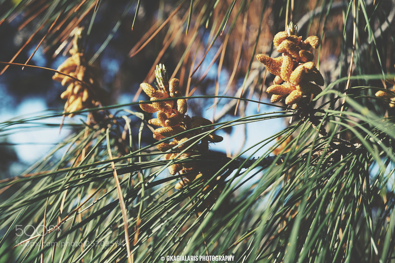 Sony a6000 sample photo. Untitled photography