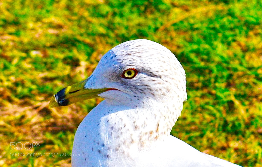 Nikon D7200 sample photo. Baby seagull portrait photography