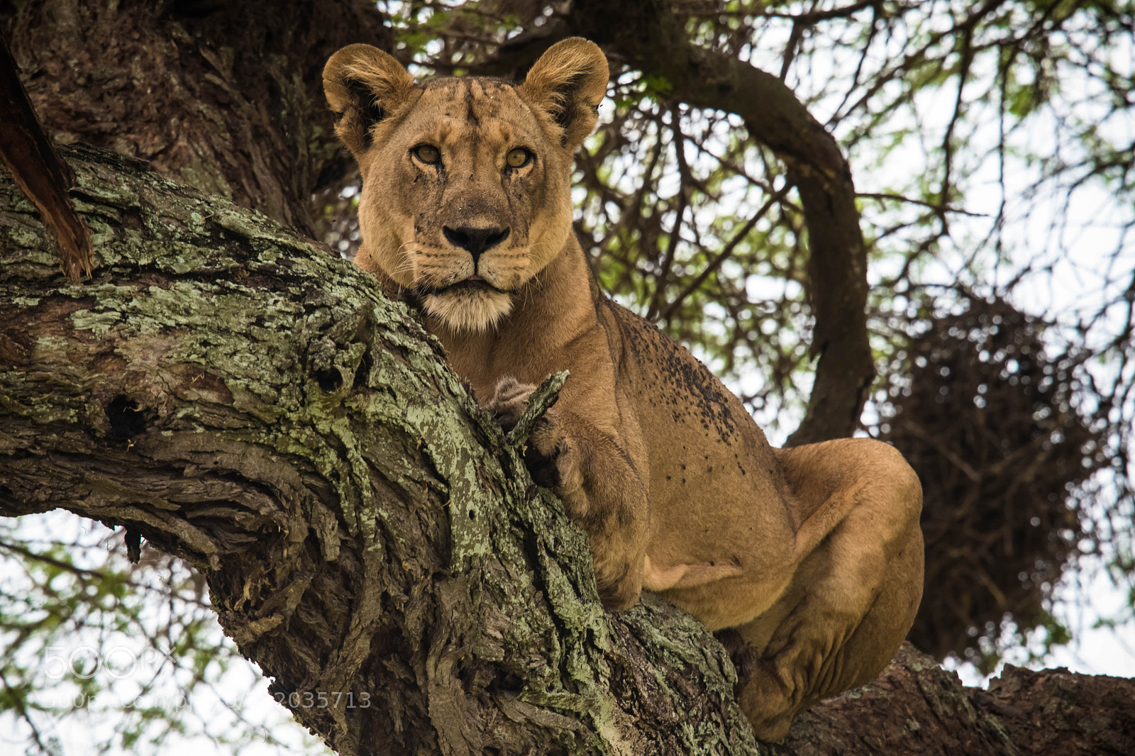 Nikon D500 sample photo. Lioness in a tree photography