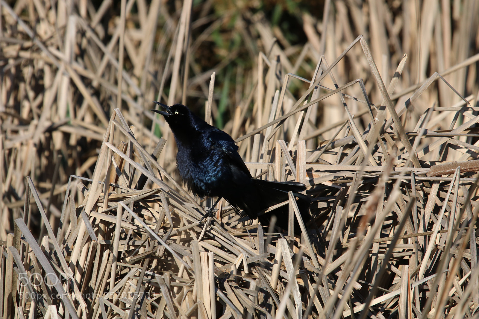 Canon EOS 750D (EOS Rebel T6i / EOS Kiss X8i) sample photo. April fools photography