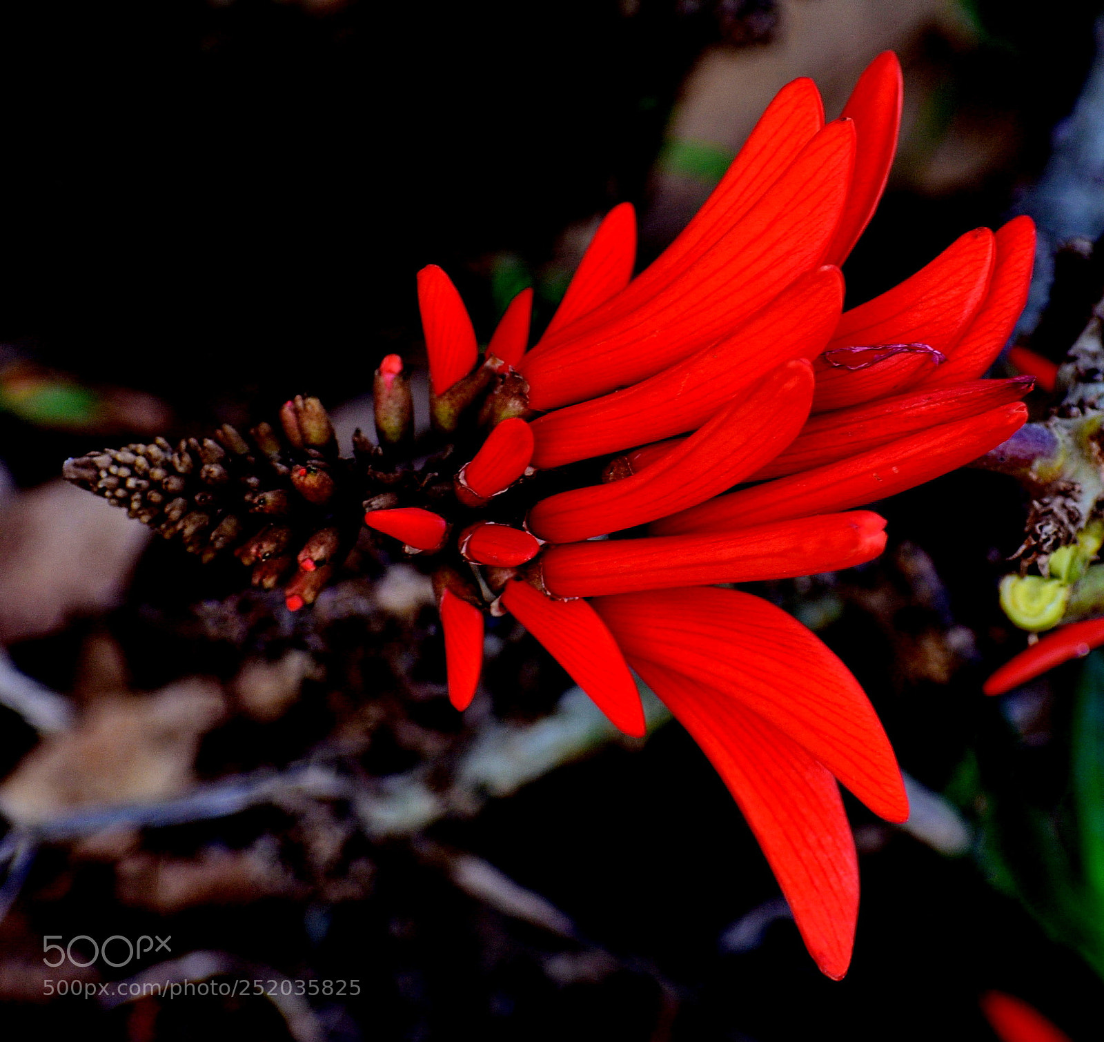 Nikon D7200 sample photo. Red pinecomb flower photography