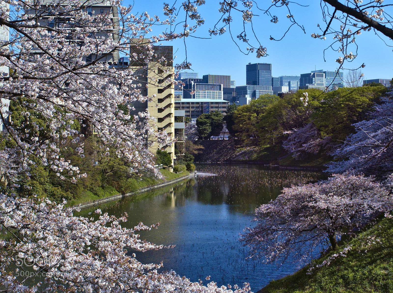 Olympus OM-D E-M5 II sample photo. Spring in chiyoda photography