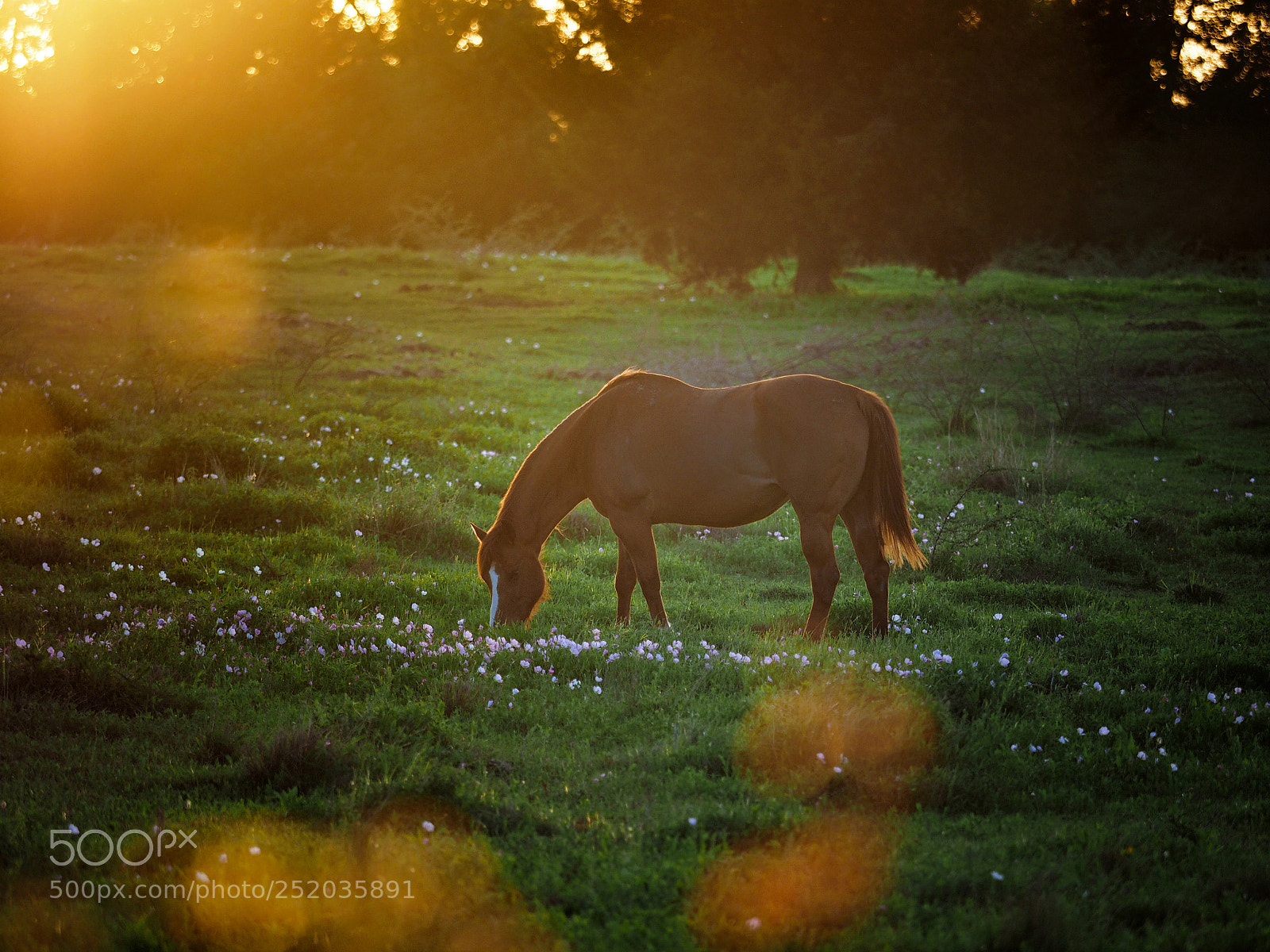 Olympus OM-D E-M1 sample photo. Grazing horse photography