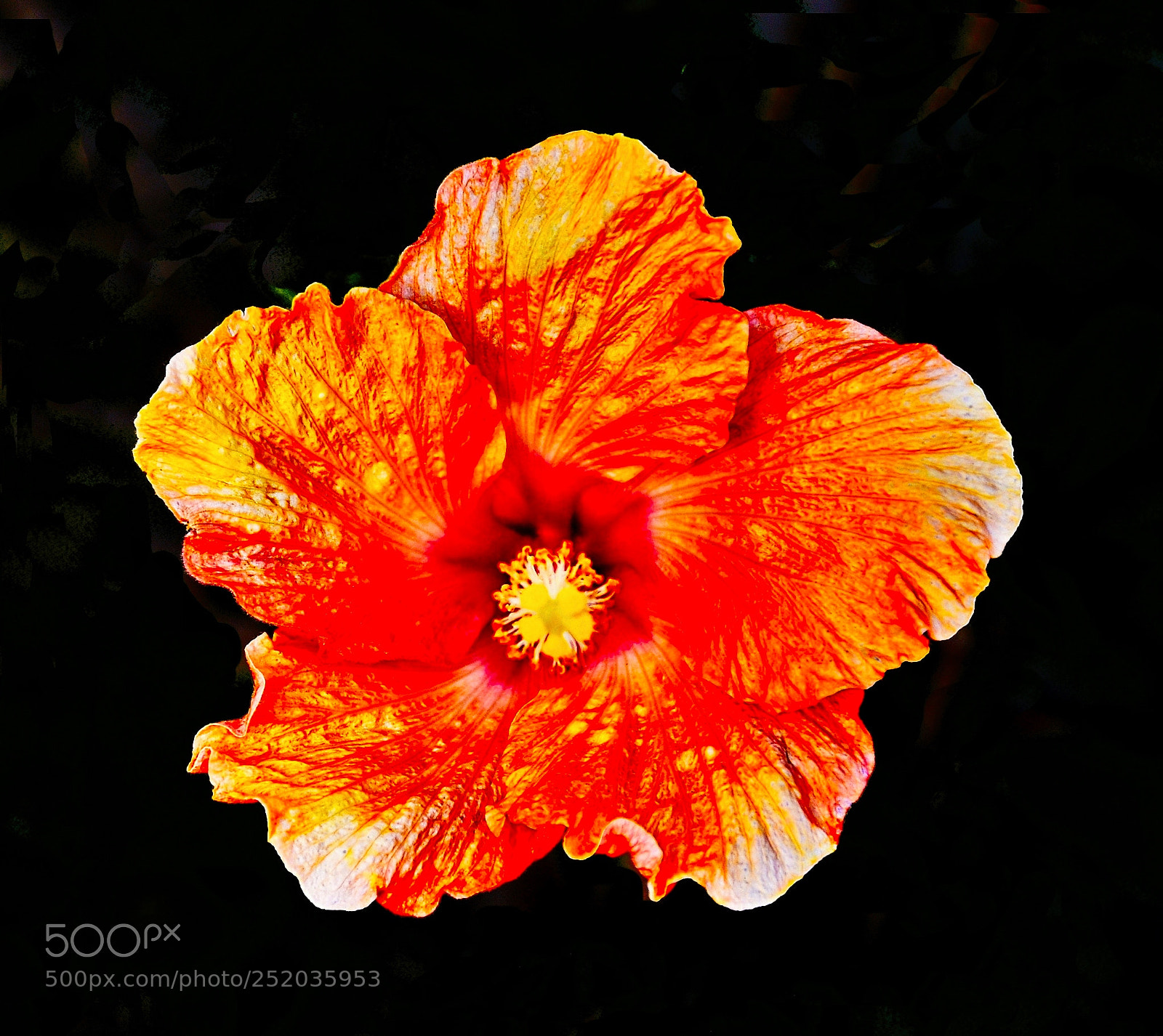 Nikon D7200 sample photo. A gold hibiscus flower photography