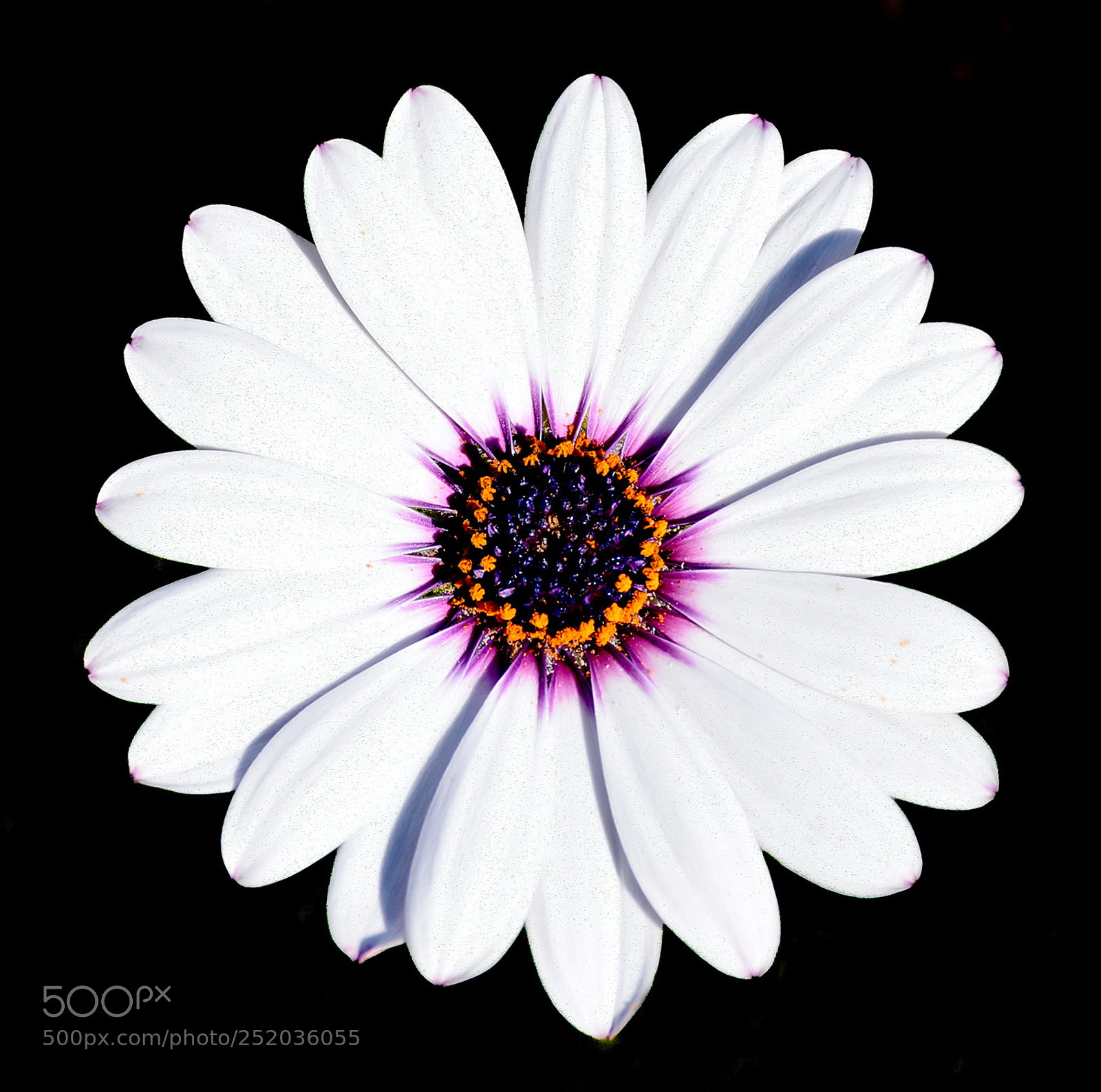 Nikon D7200 sample photo. A white and purple photography