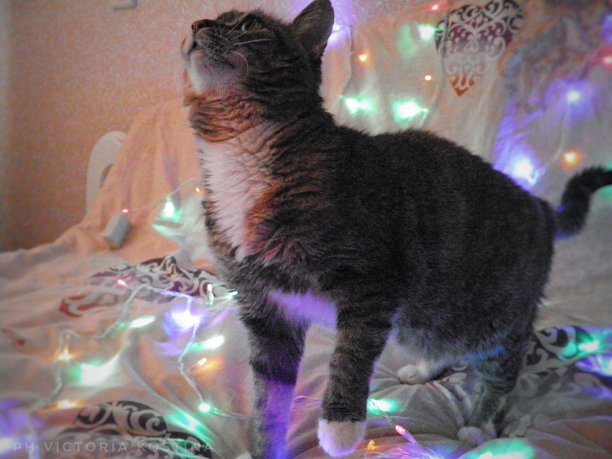 Olympus SP800UZ sample photo. Cat🐱 photography