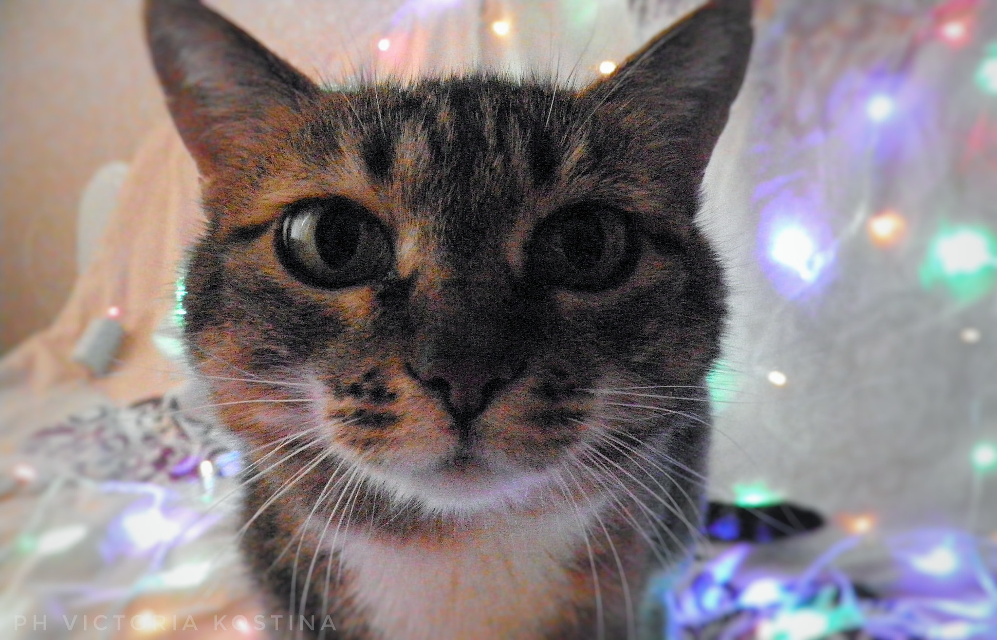 Olympus SP800UZ sample photo. Some pictures with cat^-^ photography