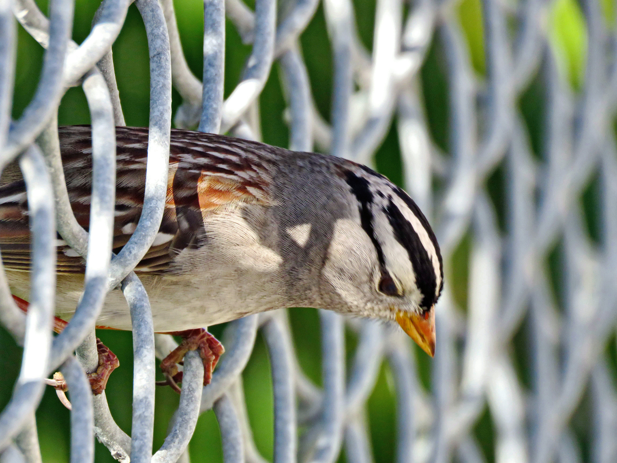 Canon PowerShot SX60 HS + 3.8 - 247.0 mm sample photo. A sparrow bird in the park photography