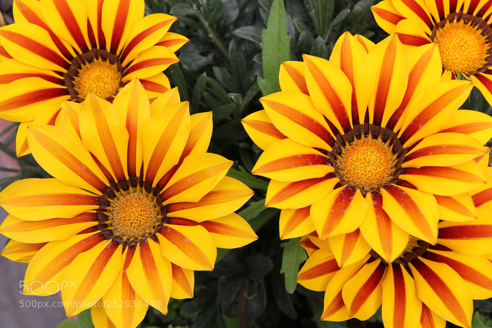 Canon EF-S 18-200mm F3.5-5.6 IS sample photo. Img photography