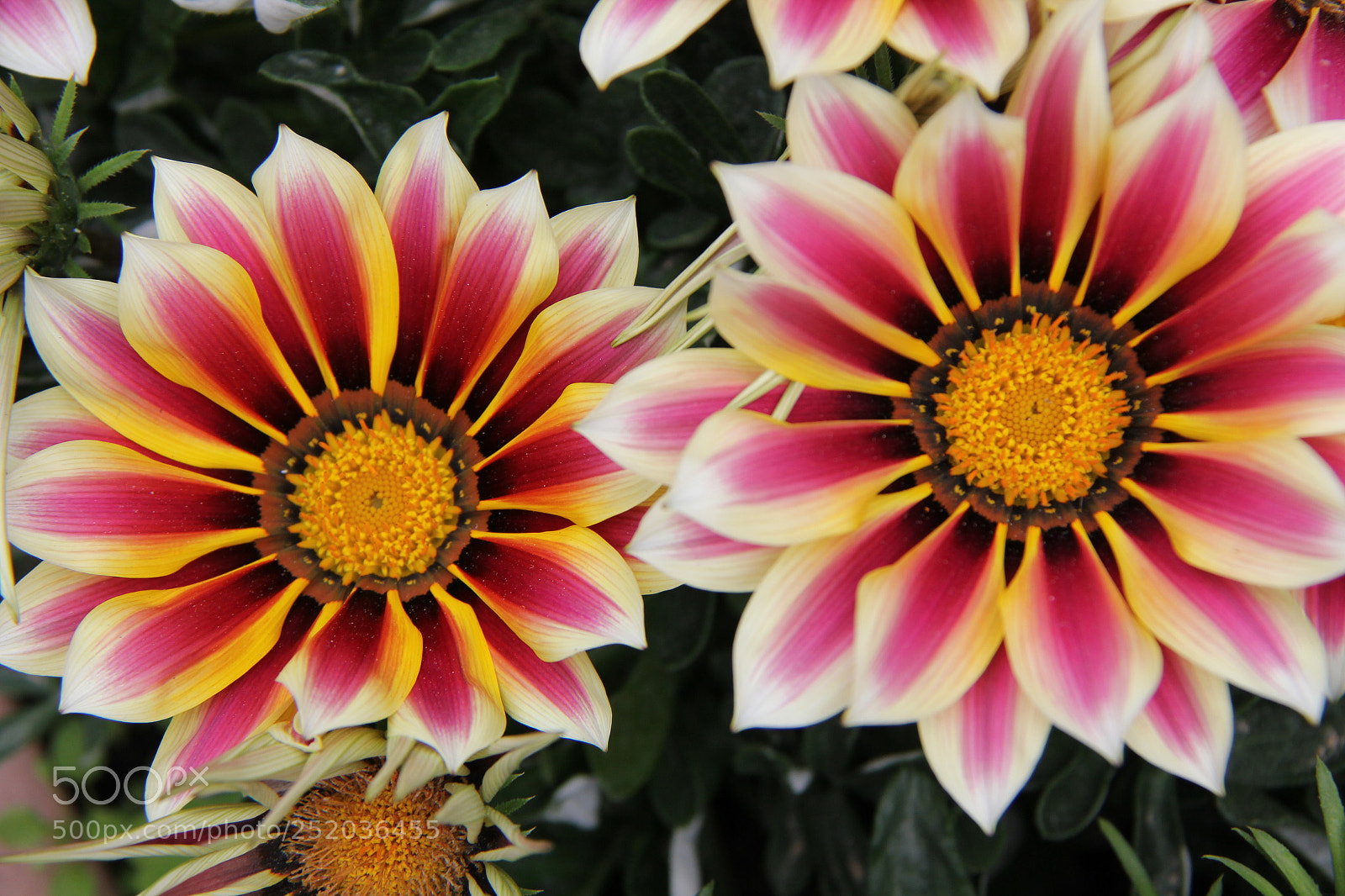 Canon EF-S 18-200mm F3.5-5.6 IS sample photo. Img photography