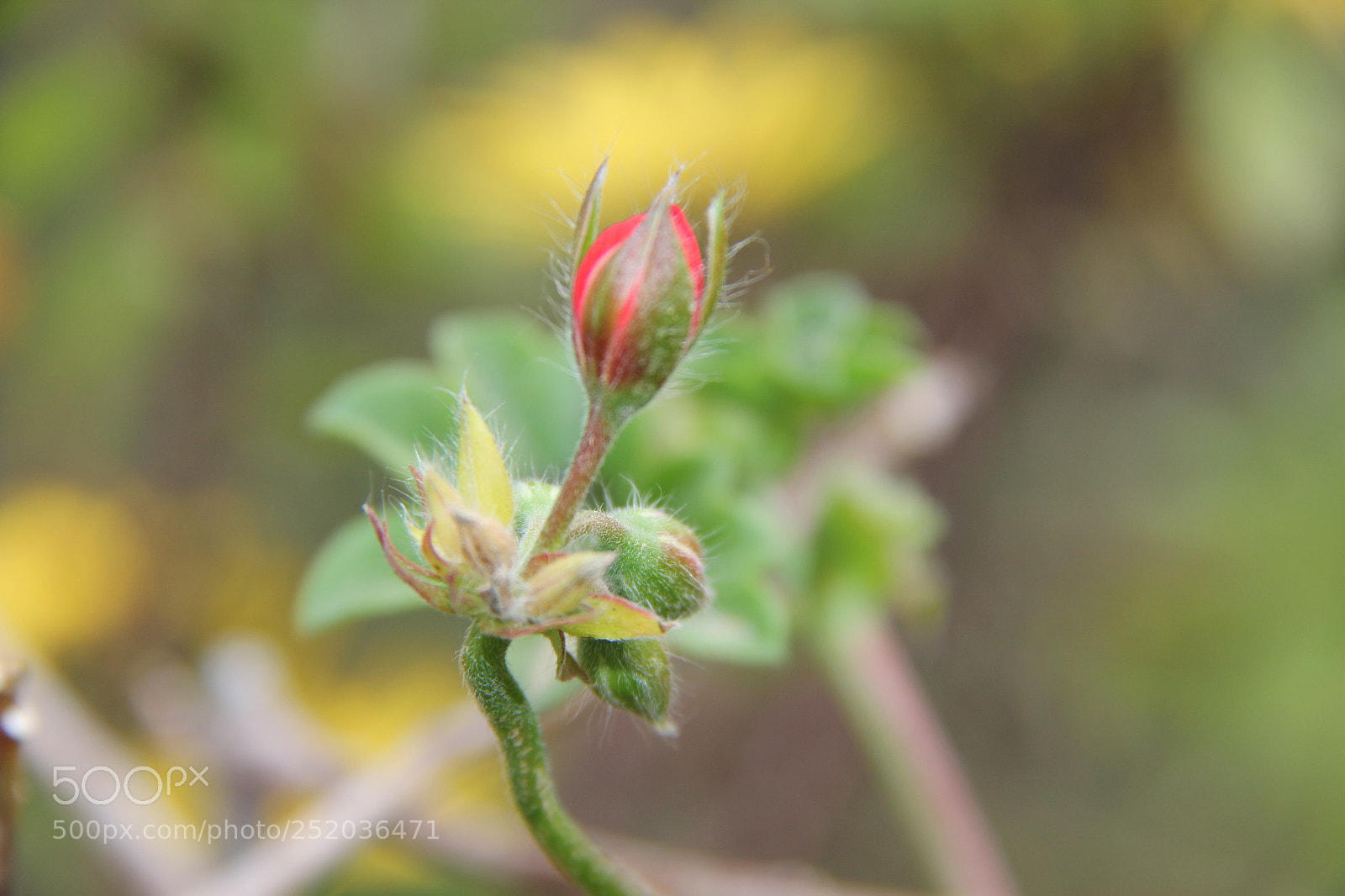 Canon EF-S 18-200mm F3.5-5.6 IS sample photo. Img photography