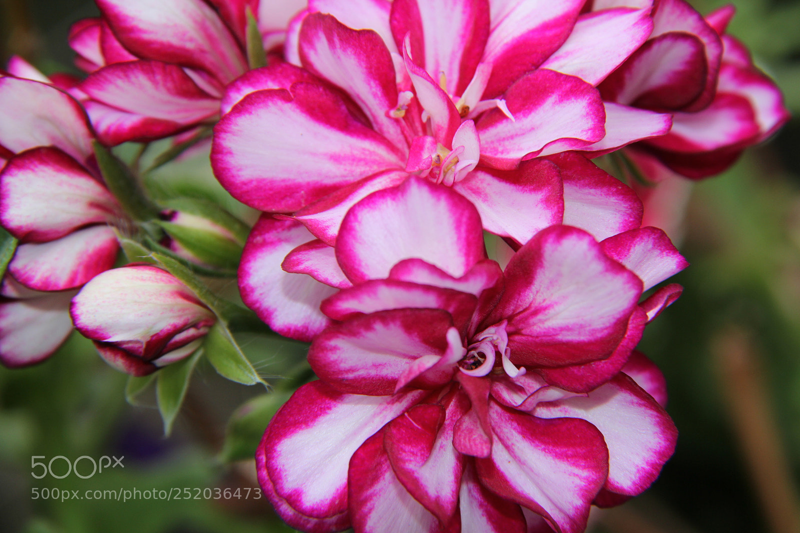 Canon EF-S 18-200mm F3.5-5.6 IS sample photo. Img photography