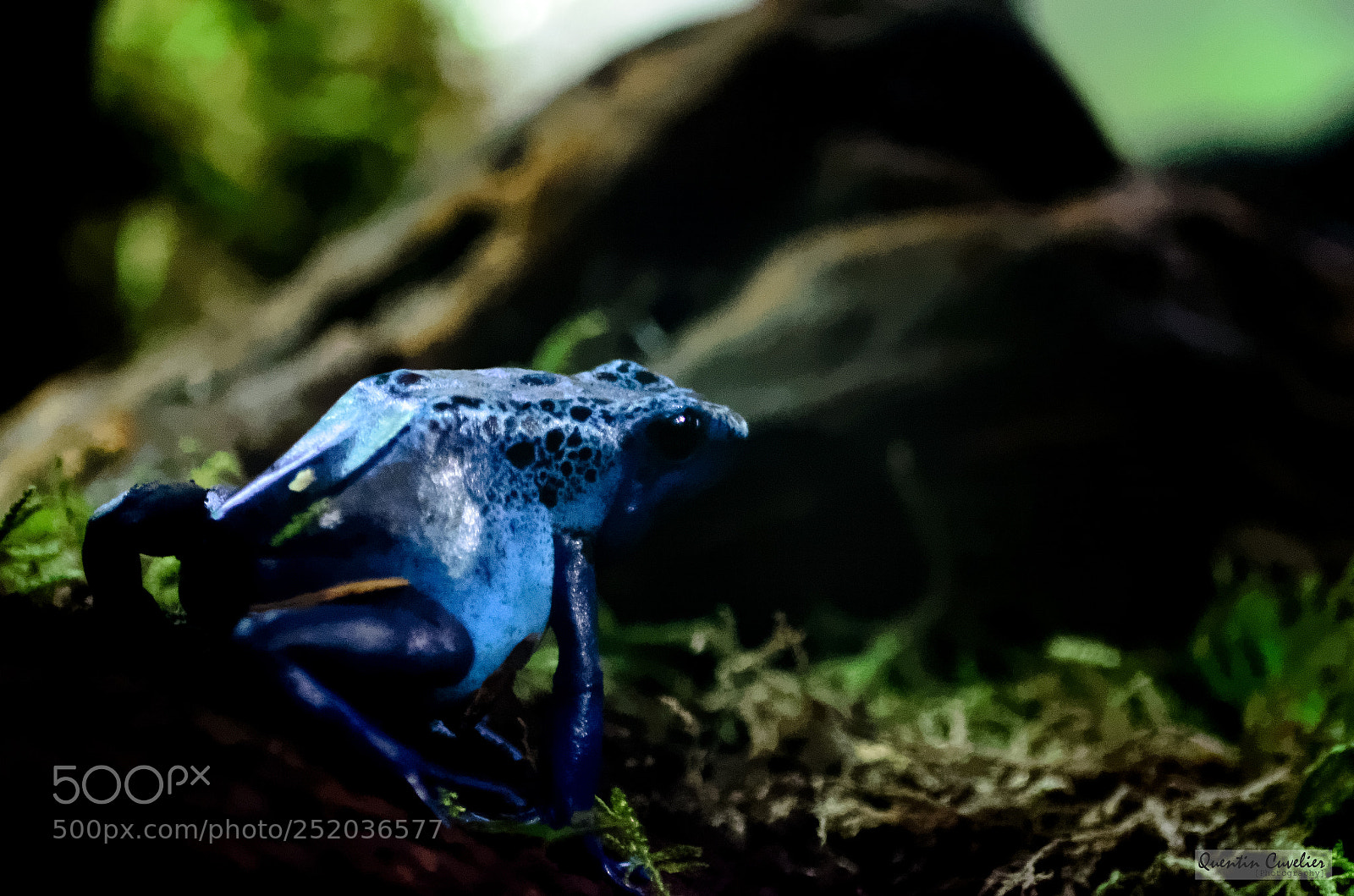 Nikon D7000 sample photo. Dendrobate bleue photography
