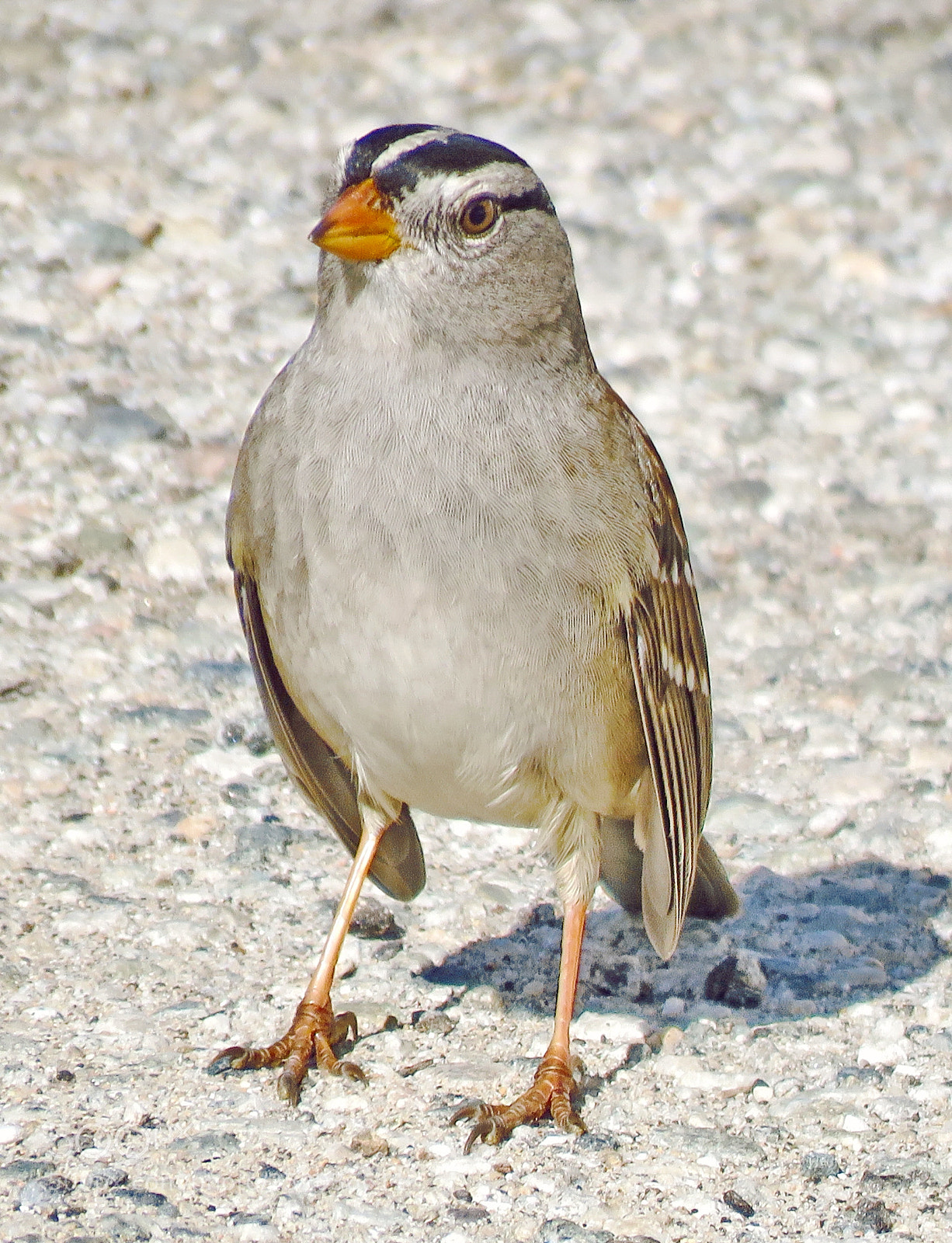 Canon PowerShot SX60 HS sample photo. A sparrow bird looking photography