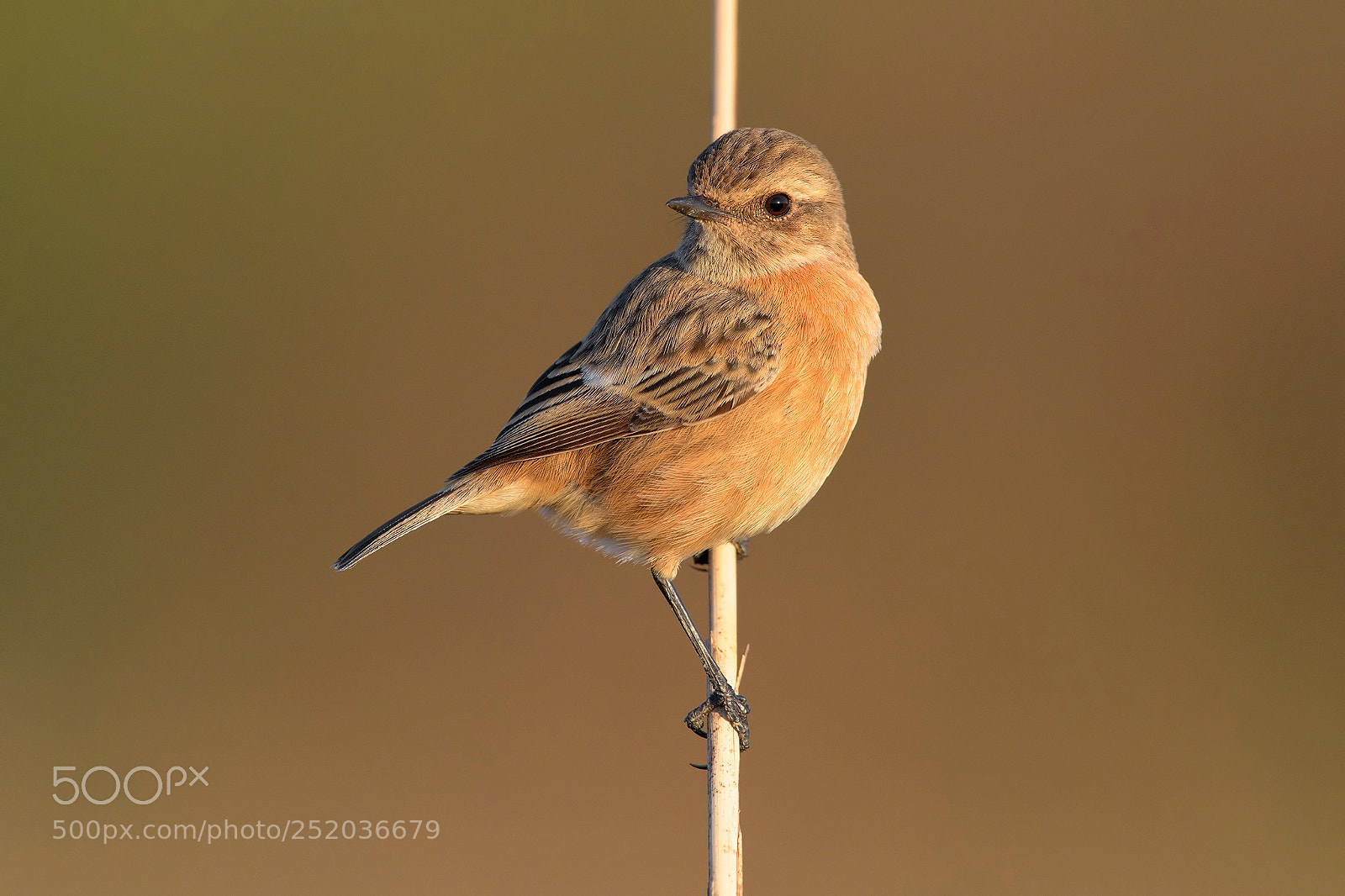 Nikon D850 sample photo. Stonechat photography