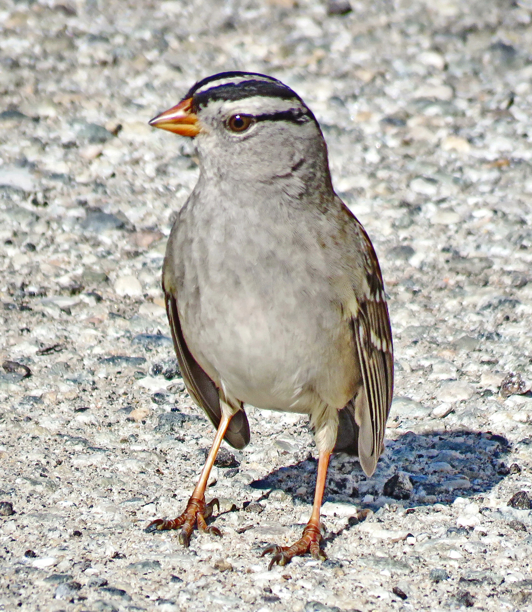 Canon PowerShot SX60 HS + 3.8 - 247.0 mm sample photo. A sparrow bird looking at you two photography