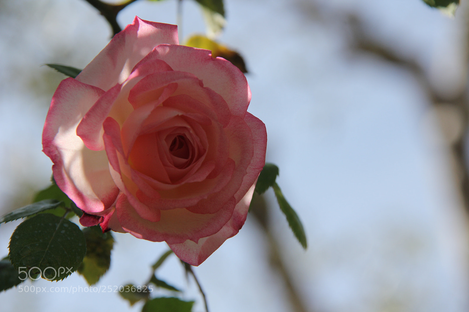 Canon EF-S 18-200mm F3.5-5.6 IS sample photo. Img photography